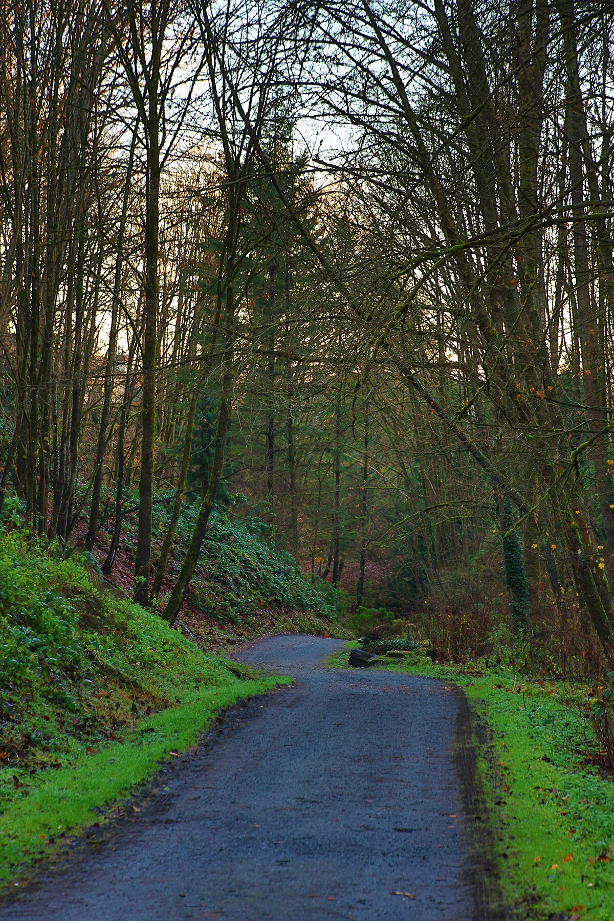 New Westminster Ravine Trees_Dec 2_2020_HDR_3B6173_4x6.jpg
