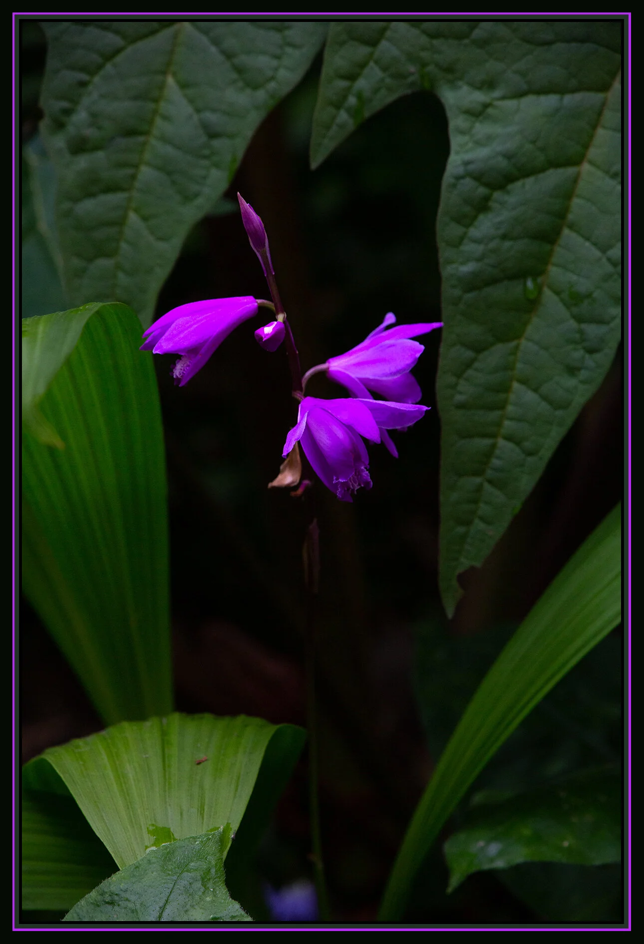 Flowers_Jun 11_2020_CR2_3B7434_4x6s.jpg