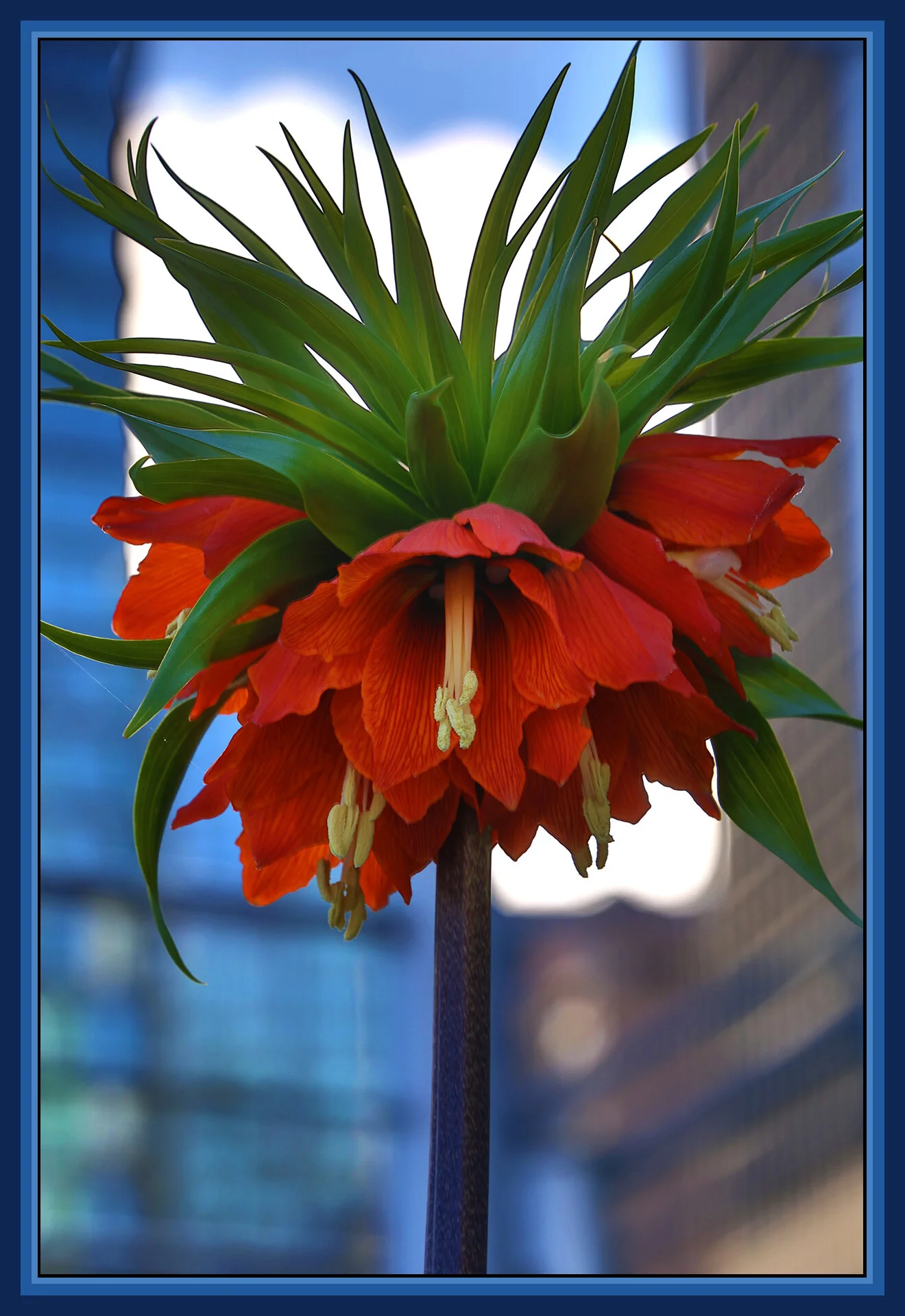 Flower_Apr 20_2019_HDR_E3184_4x6s.jpg