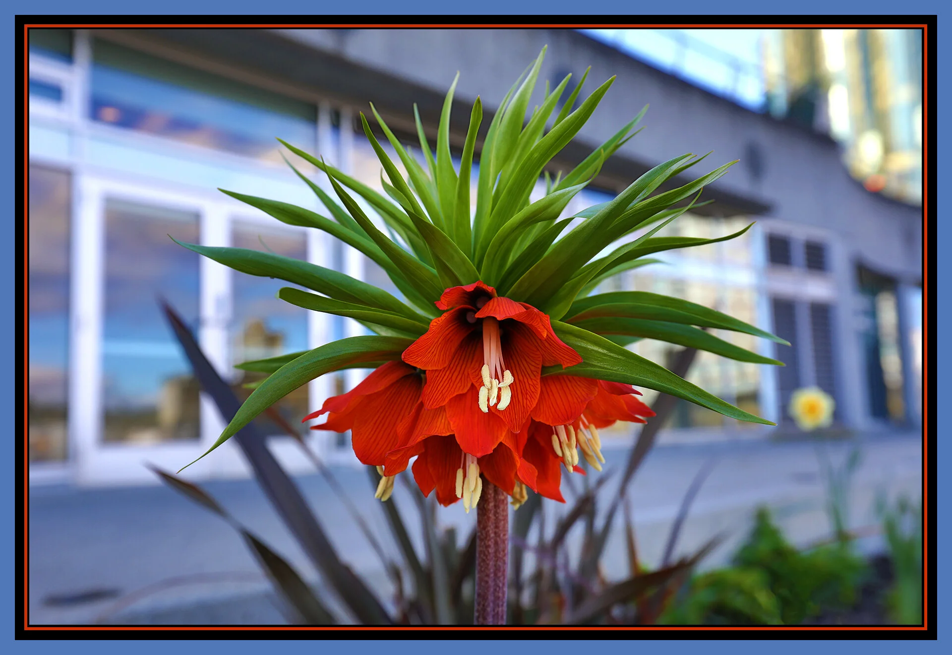 Flower_Apr 20_2019_HDR_E3140_4x6s.jpg