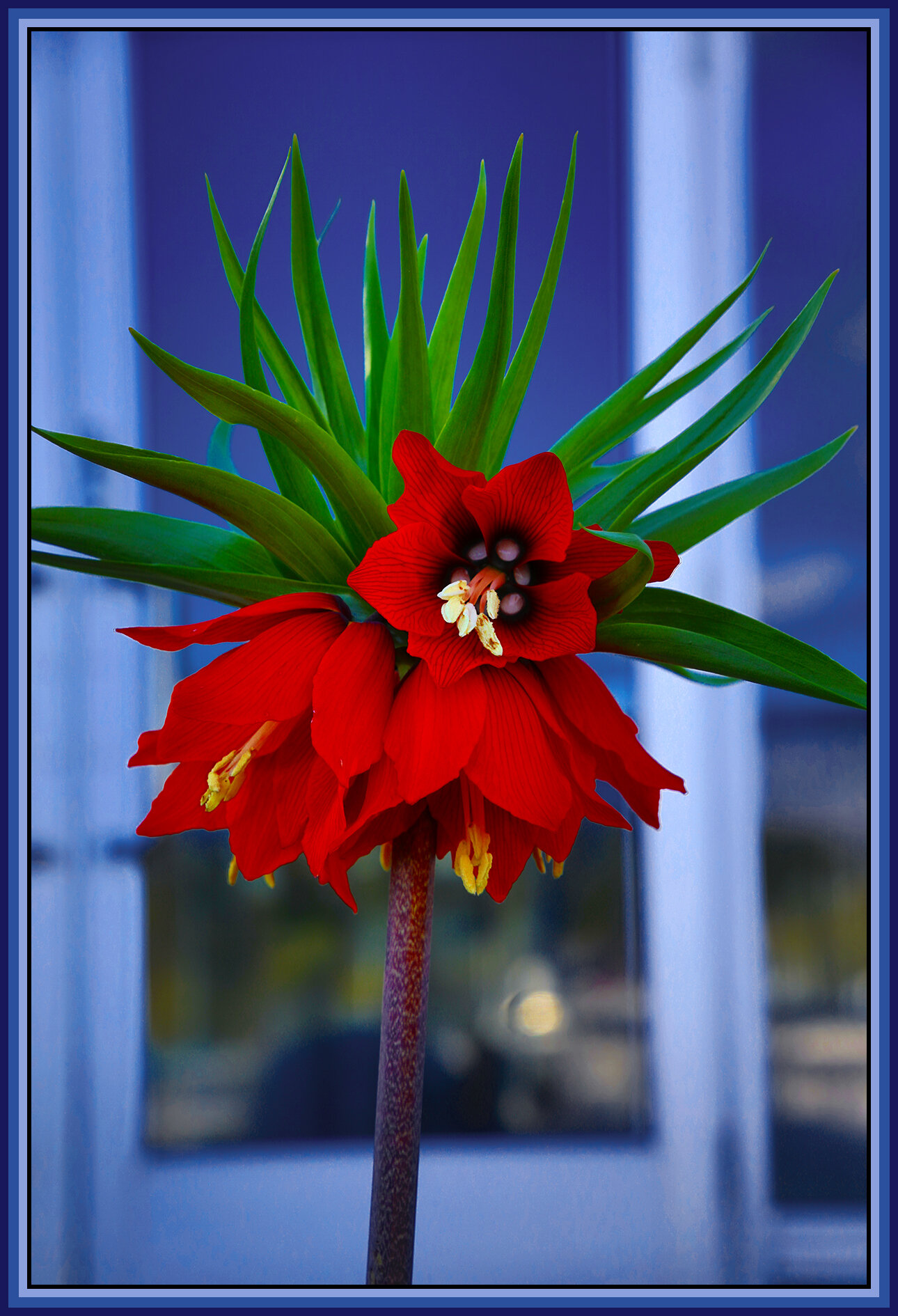 Flower_Apr 20_2019_HDR_E3152_peVibr_4x6s.jpg