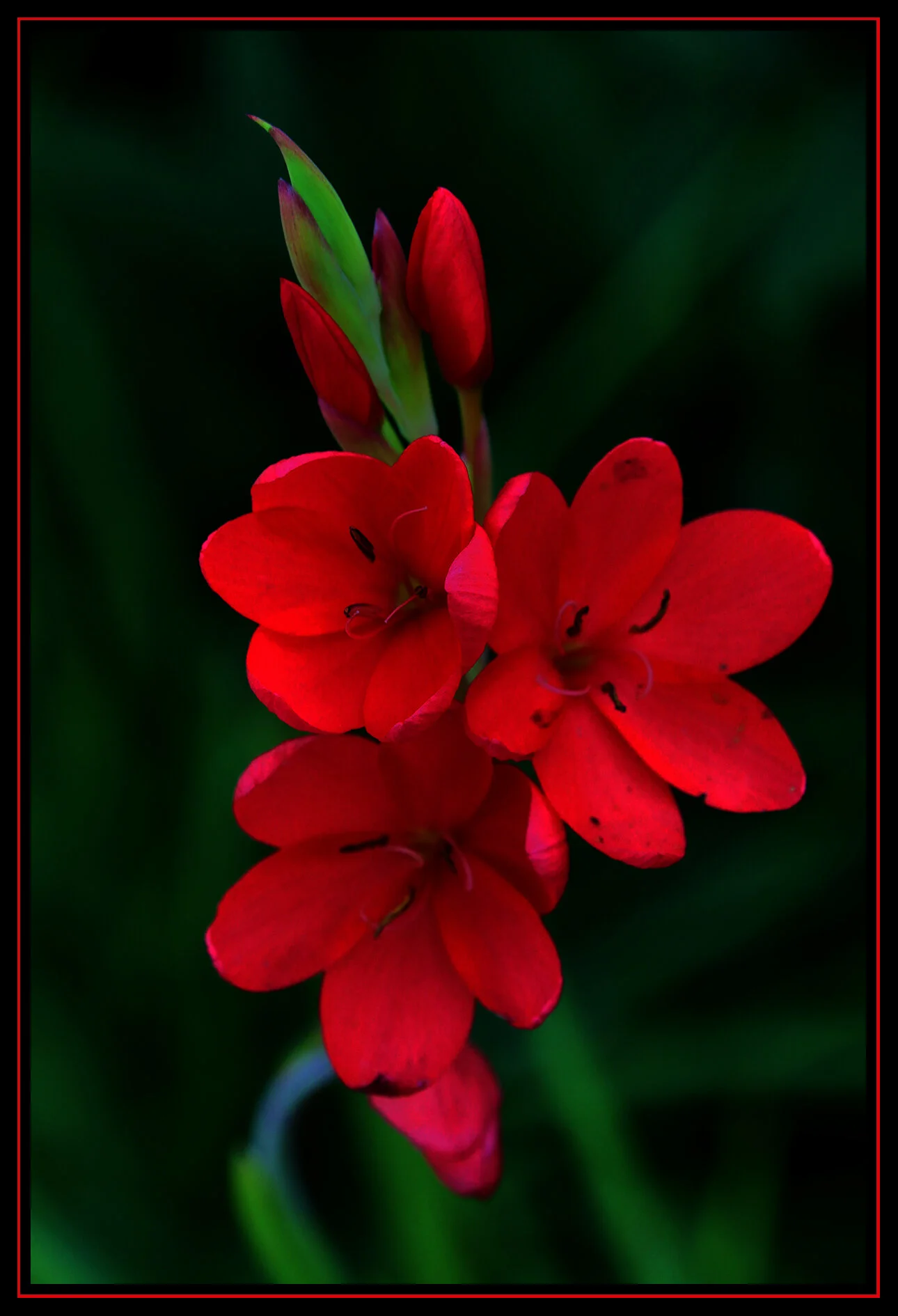 Flower_Aug 13_2019_HDR_E6642_peWowInt_4x6s.jpg