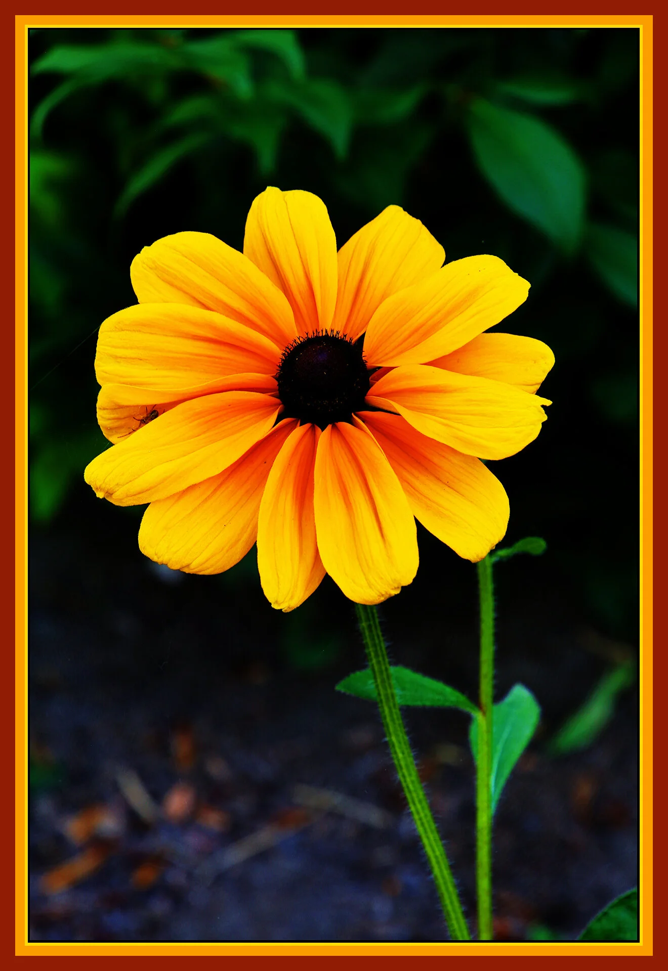 Flower_Jul 28_2019_HDR_A7885_peFlwrsOvrlay_4x6s.jpg
