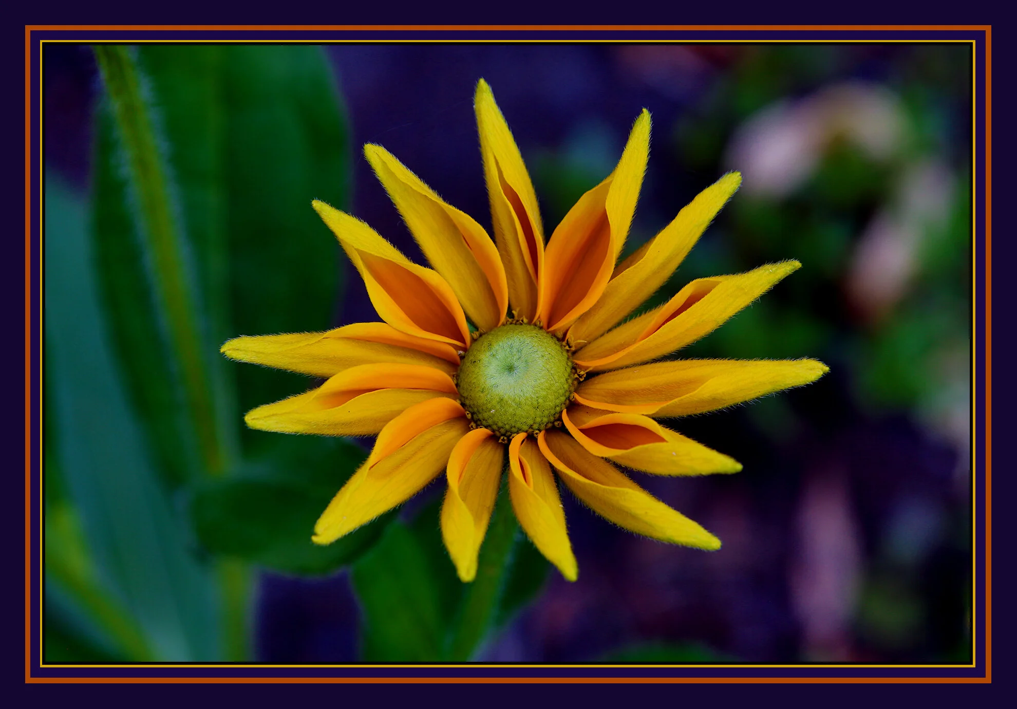 Flower_Jul 28_2019_HDR_A7897_4x6s.jpg