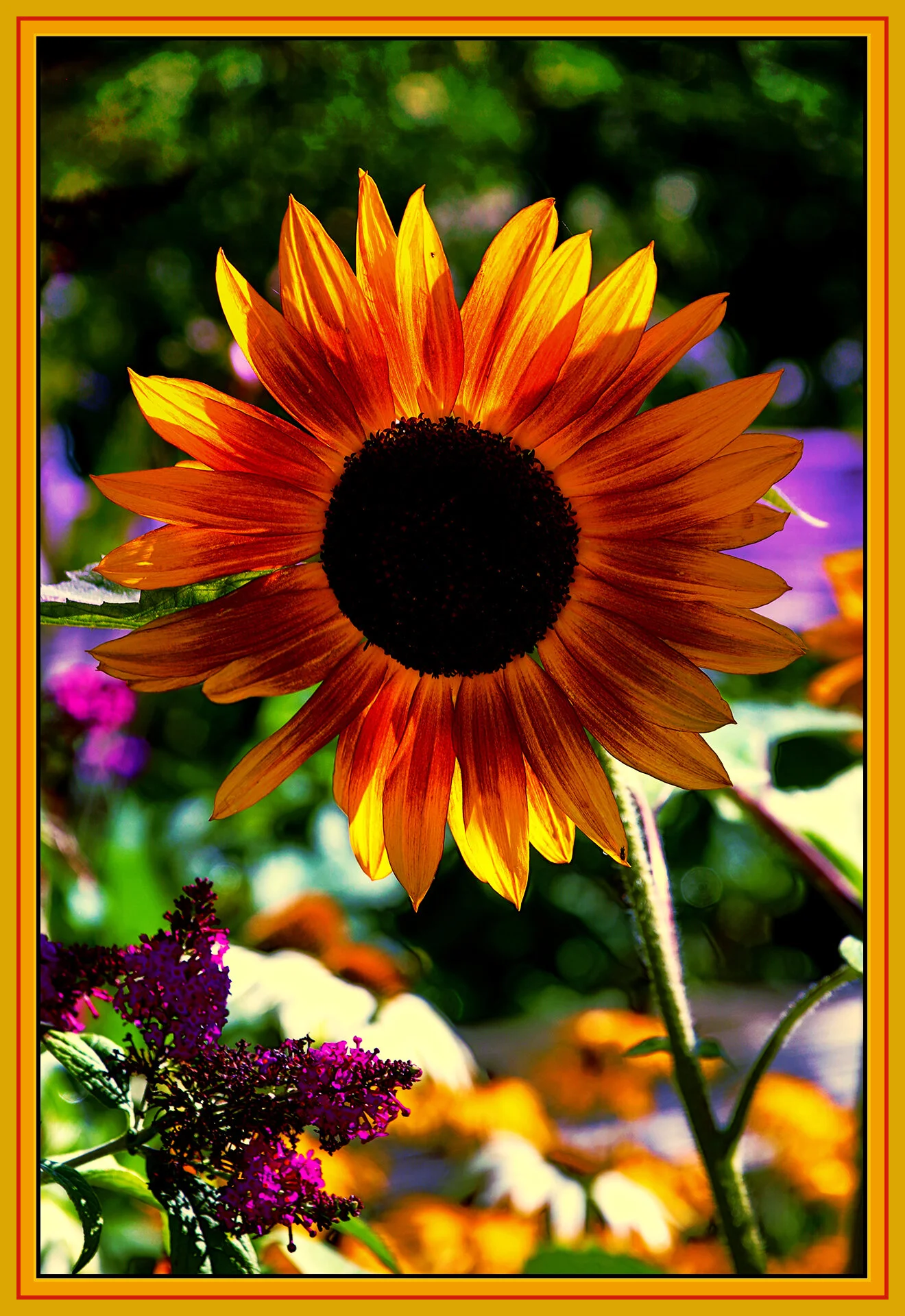Flower_Sunflower_Aug 5_2019_HDR_A8357_peDehaze&CoolngFltr&El_4x6s.jpg
