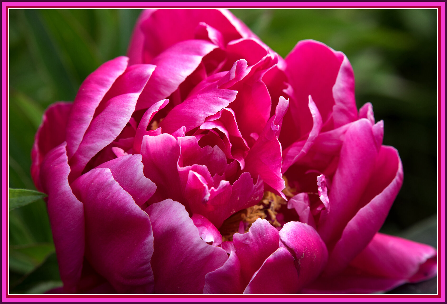 Flowers Dahlias_May 29_2018_CR2_C3175_4x6s.jpg