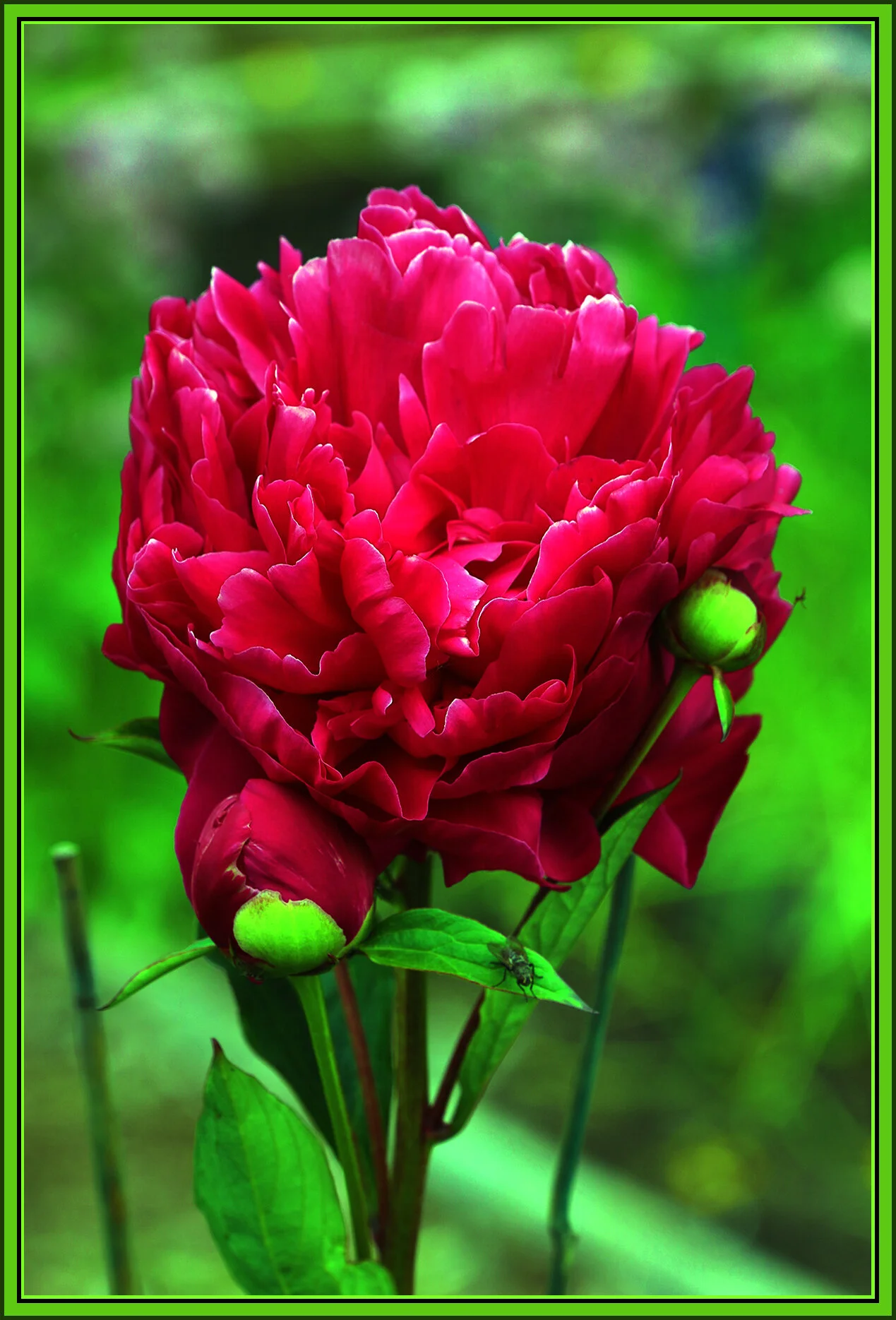 Flowers Dahlias_May 29, 2018_HDR_C3064_4x6s.jpg