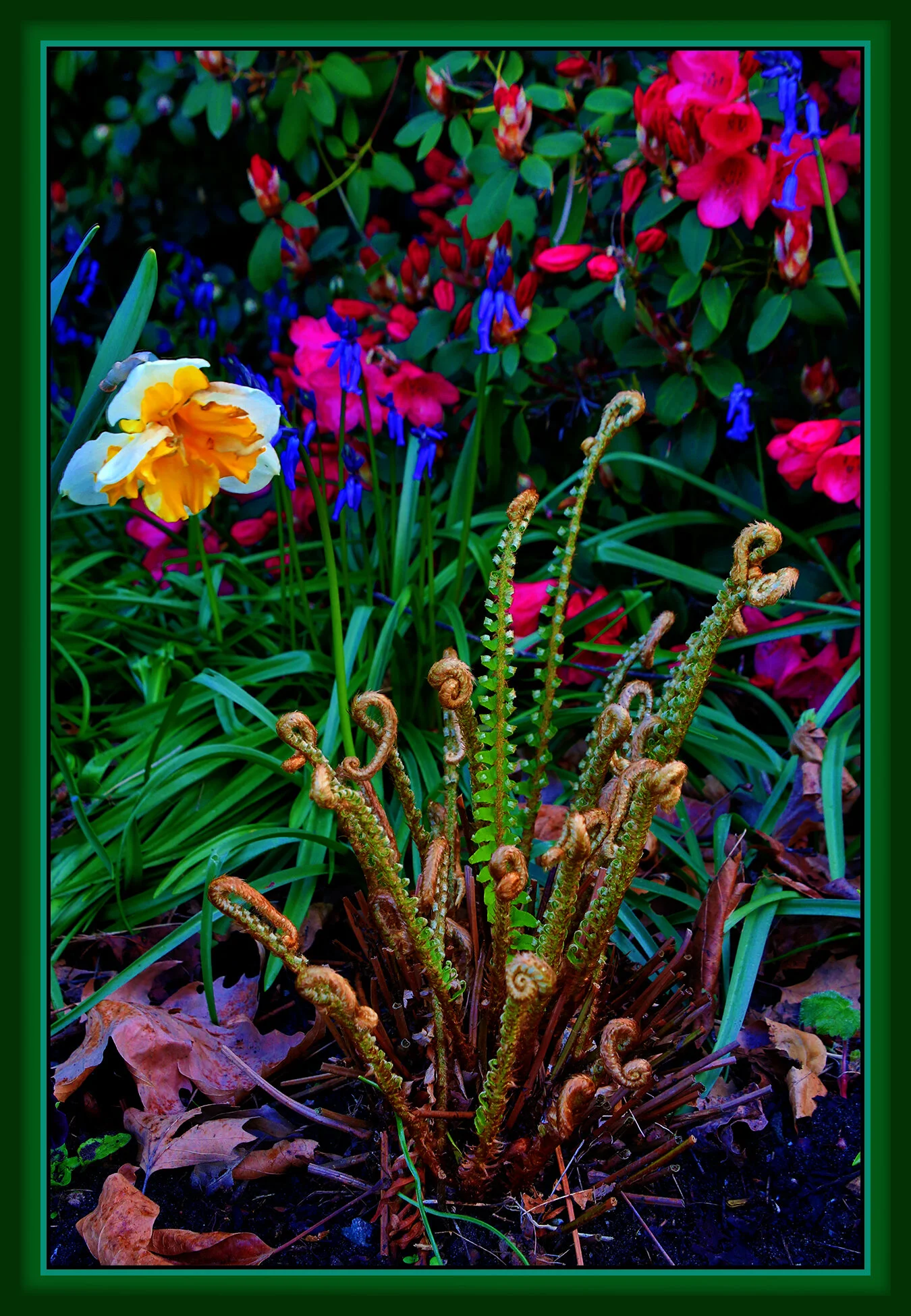Flowers Ferns_May 1_2020_HDR_3B4664_peExpMrg_4x6s.jpg