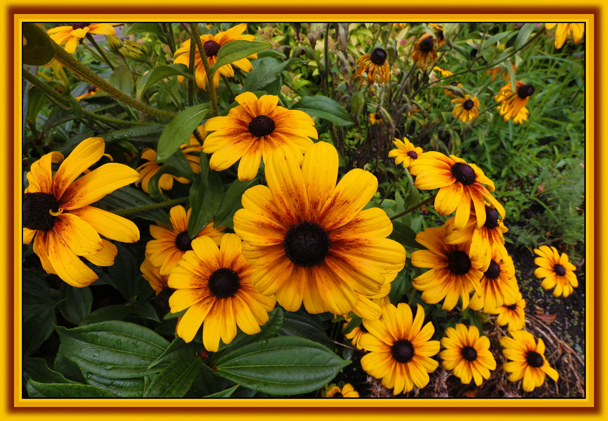 Flowers Lazy Susan_July 2_2019_HDR_E5061_4x6s.jpg