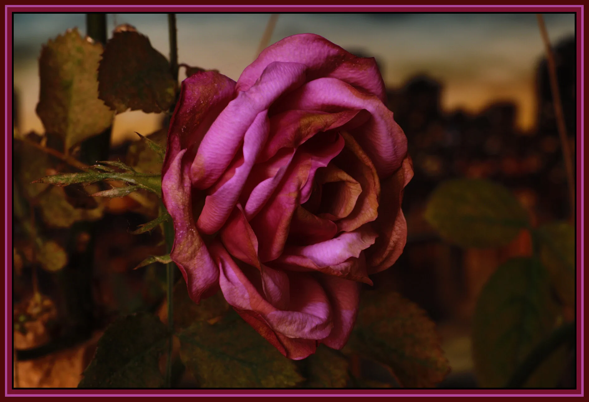 Flowers Rose Vancouver_Dec 30_2018_HDR_D9932_4x6s.jpg