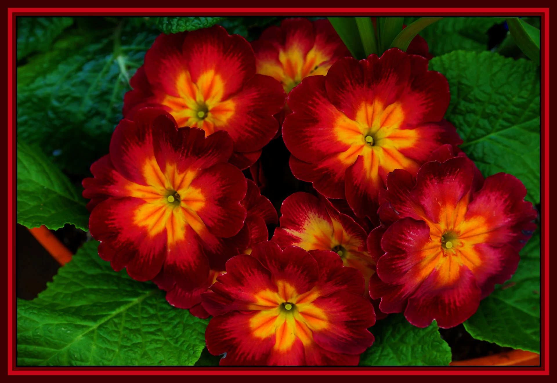 Flowers New West_Jan 27_2019_HDR_D5317_peVibr_4x6s.jpg