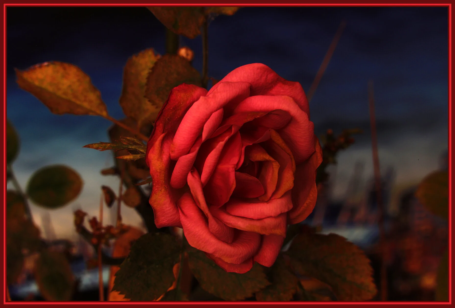 Flowers Rose_Dec 29_2018_HDR_D9687_4x6s.jpg
