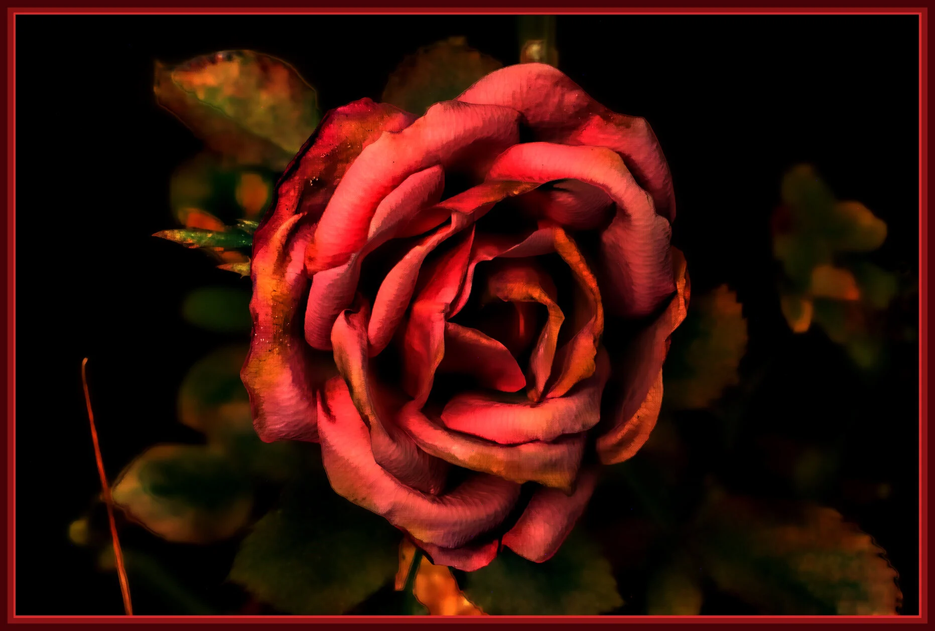 Flowers Rose_Dec 29_2018_HDR_peHdr2013_D9785_1_4x6s.jpg