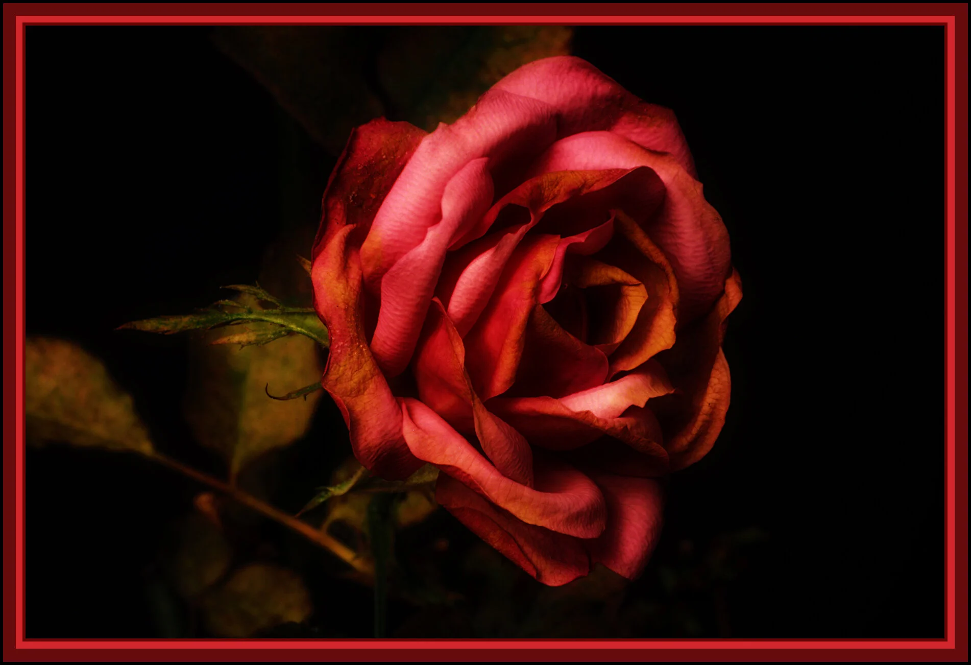 Flowers Rose_Dec 30_2018_HDR_D9876_peDeepndShrp_peSat&Glo_4x6s.jpg