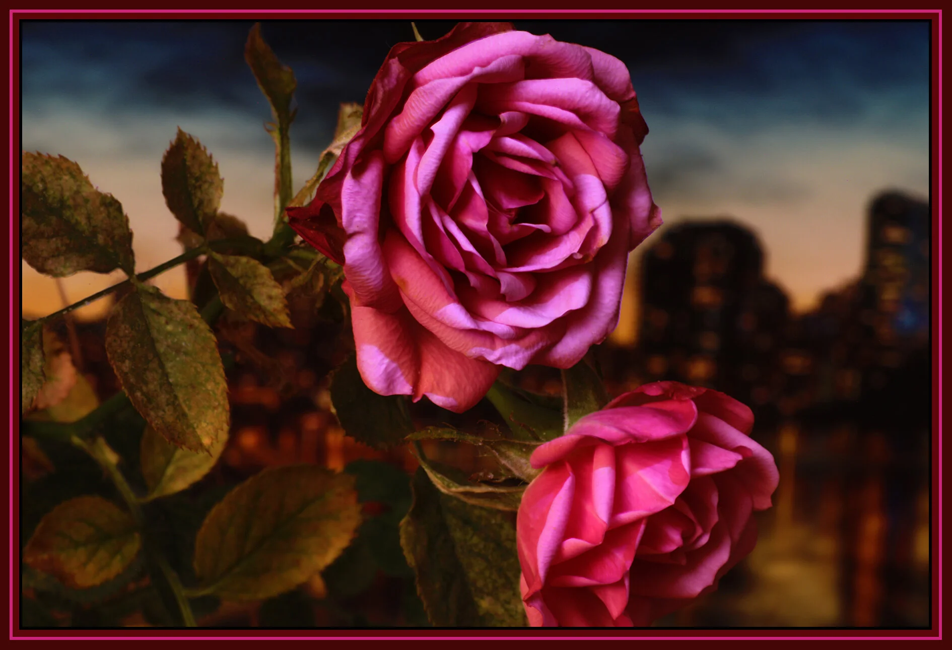 Flowers Rose_Dec 30_2018_HDR_D9924_4x6s.jpg