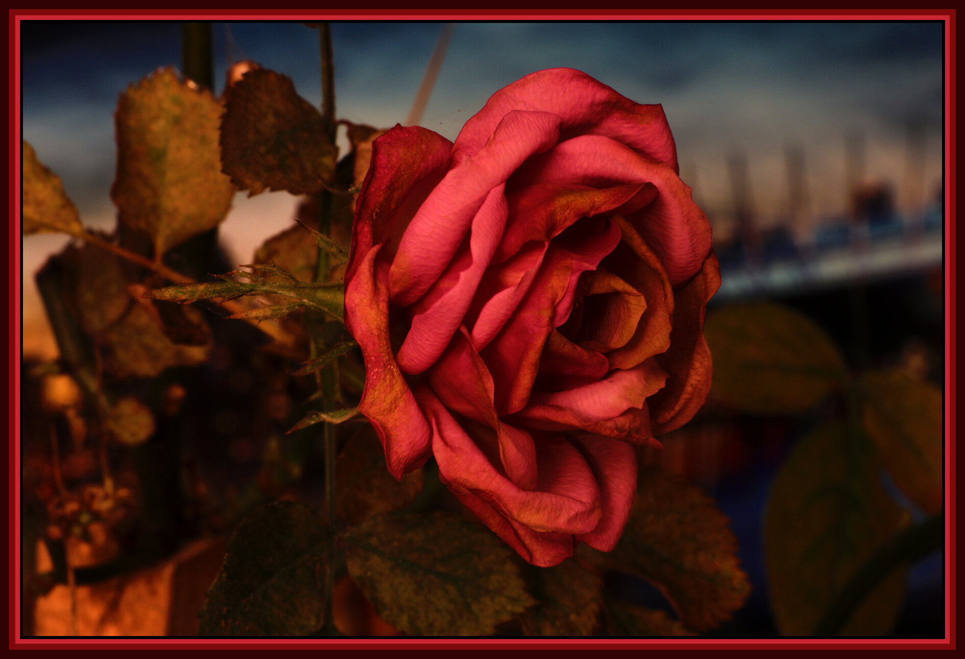 Flowers Rose_Dec 30_2018_HDR_D9952_4x6s.jpg