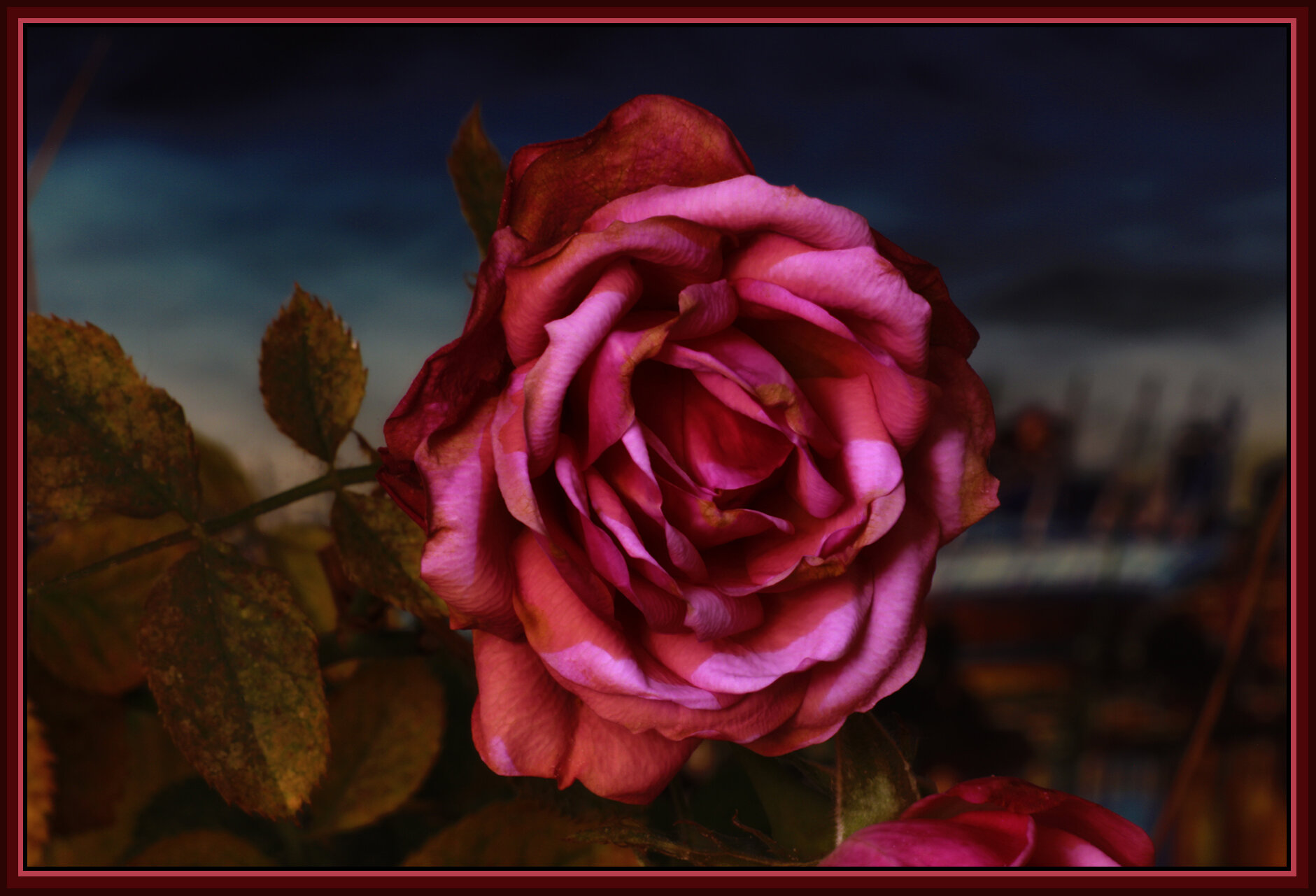 Flowers Rose_Jan 1_2018_HDR_D0393_4x6s.jpg