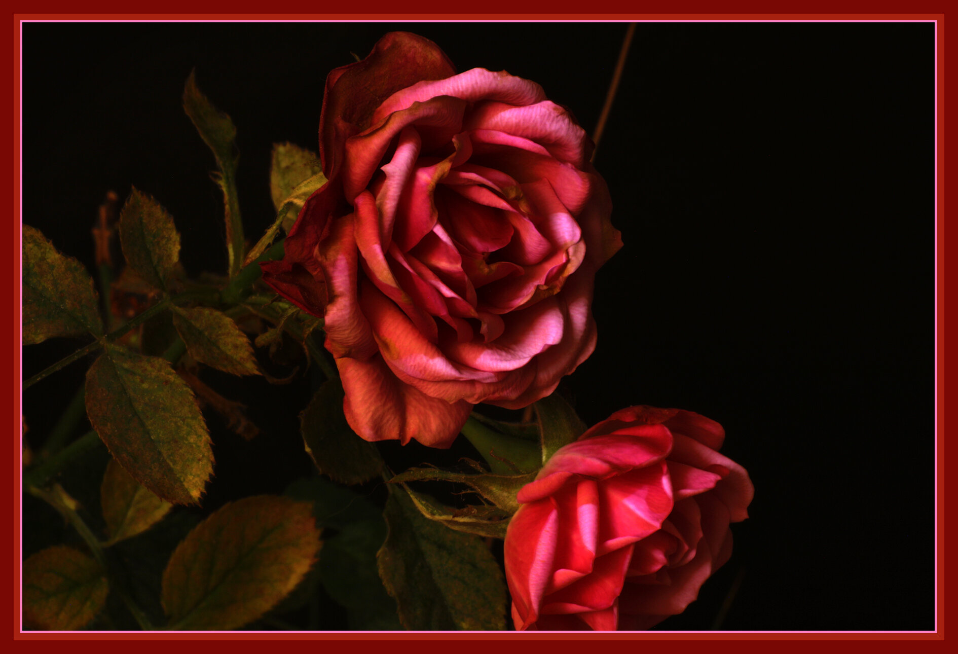 Flowers Rose_Jan 1_2019_HDR_D0425_4x6s.jpg