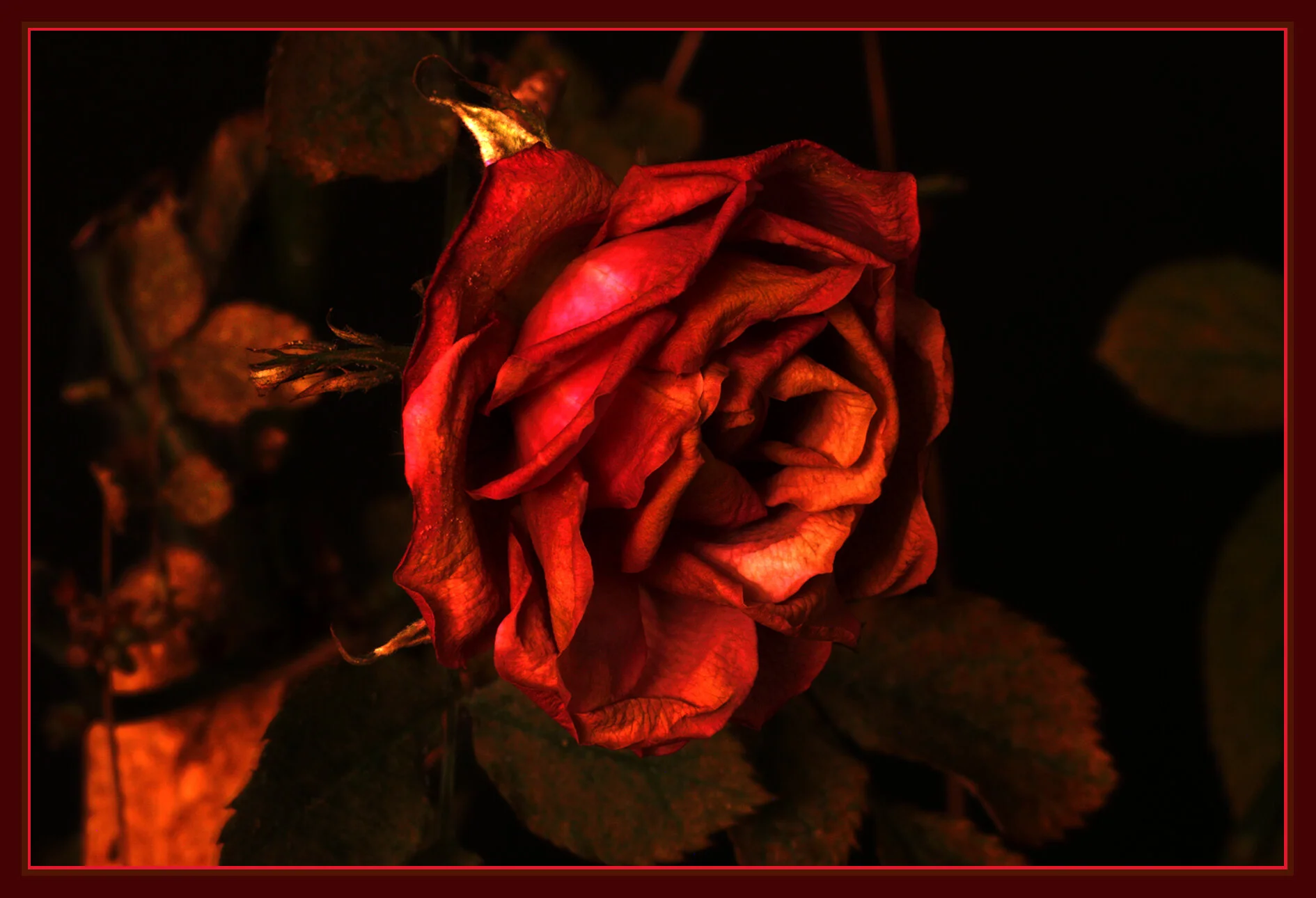 Flowers Rose_Jan 1_2019_HDR_D0437_1_4x6s.jpg