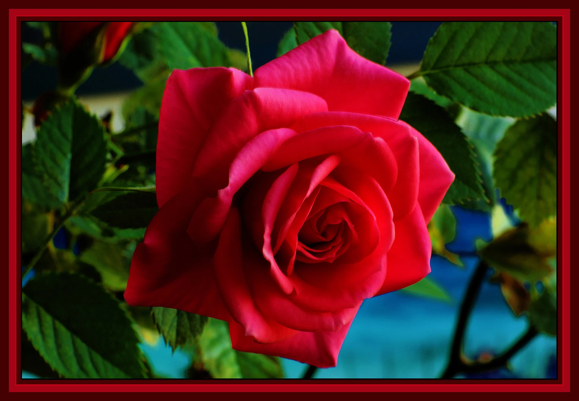 Flowers Rose_May 7_2019_HDR_E8688_peExpMrg&Wf_4x6s.jpg