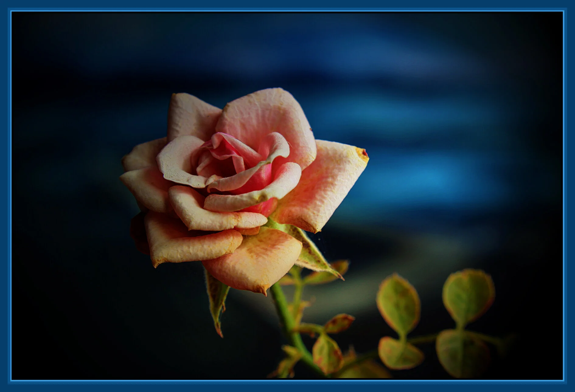 Flowers Rose_Oct 20_2019_HDR_F8814_peIntnSunst_4x6s.jpg