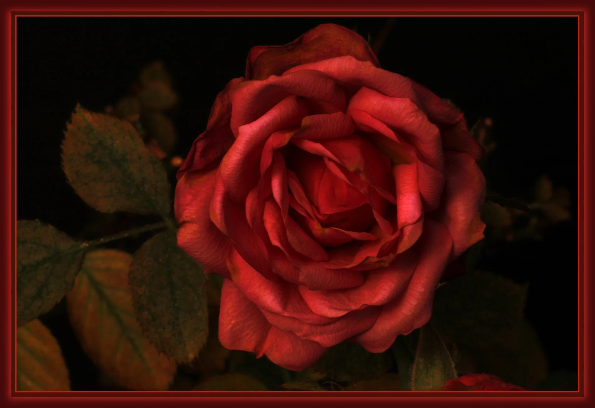 Flowers Roses Vancouver_Dec 31_2018_HDR_D0341_4x6s.jpg