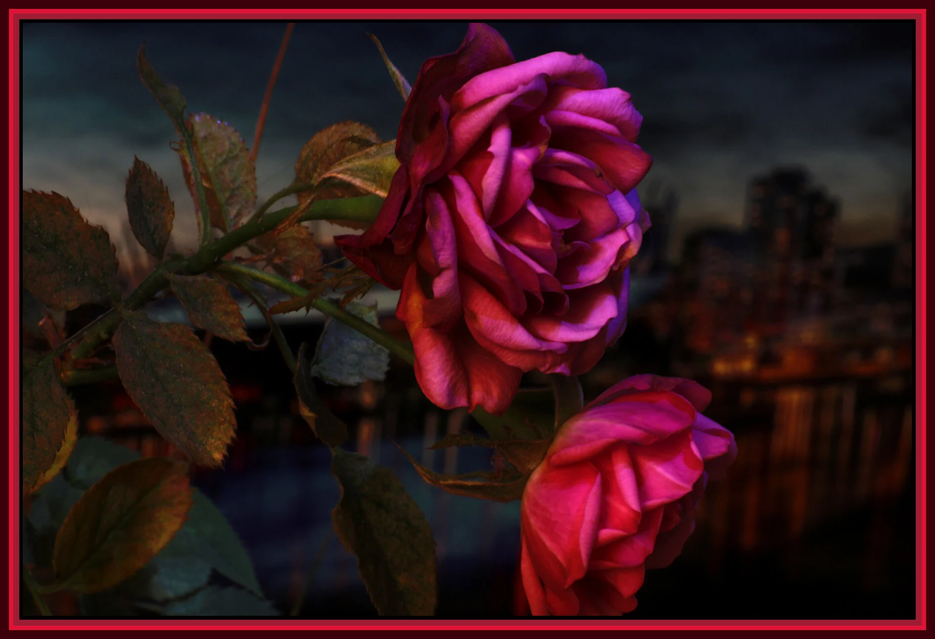 Flowers Roses Vancouver_Dec 31_2018_HDR_D0389_4x6s.jpg