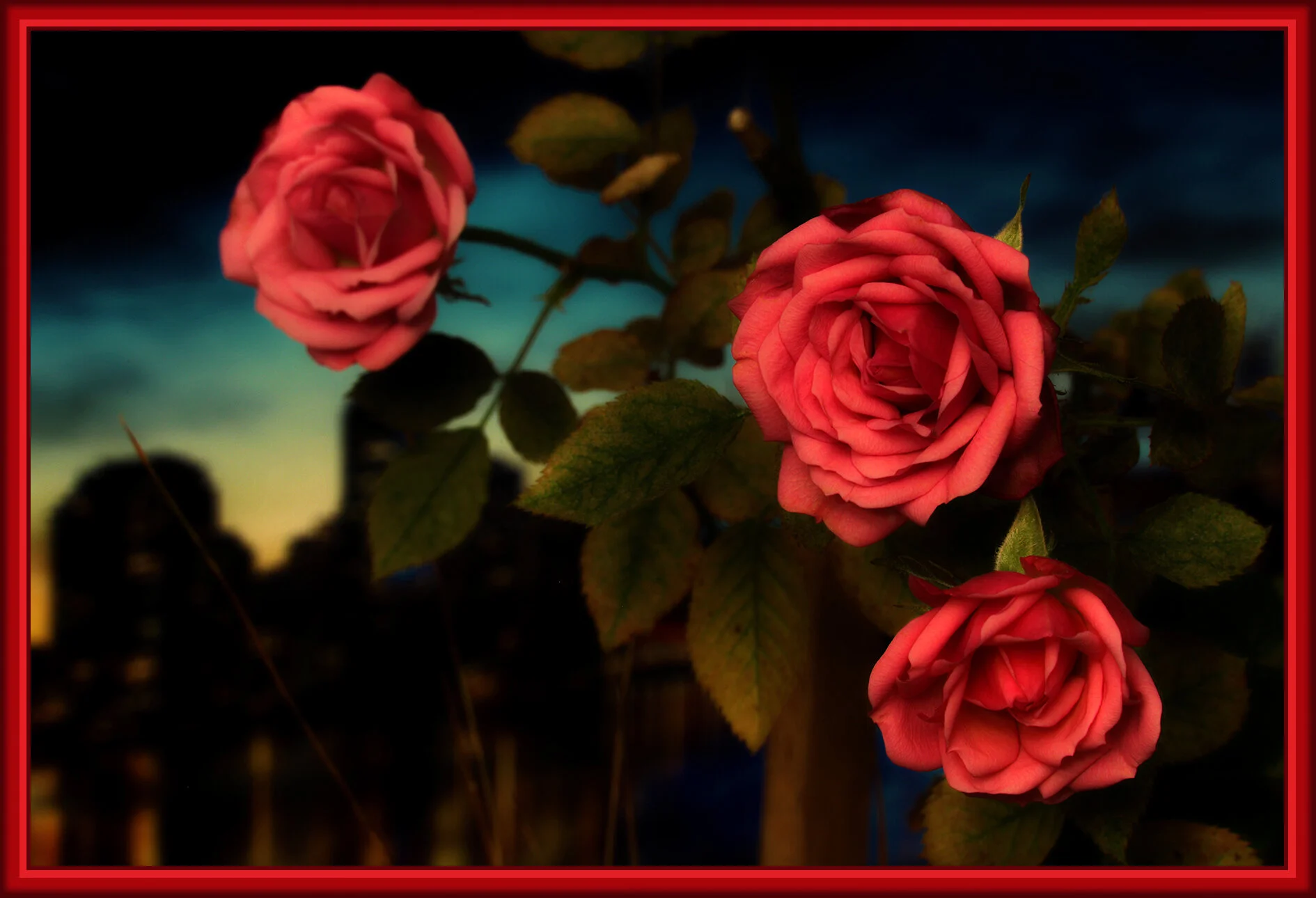 Flowers Roses_Dec 24_2018_HDR_D8238_peLightngCntrst_4x6s.jpg