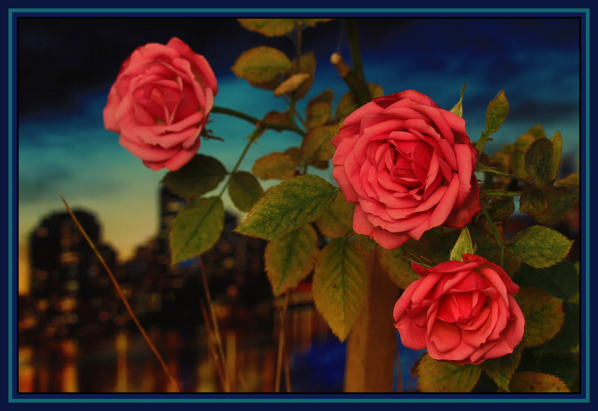 Flowers Roses_Dec 24_2018_HDR_D8238_4x6s.jpg