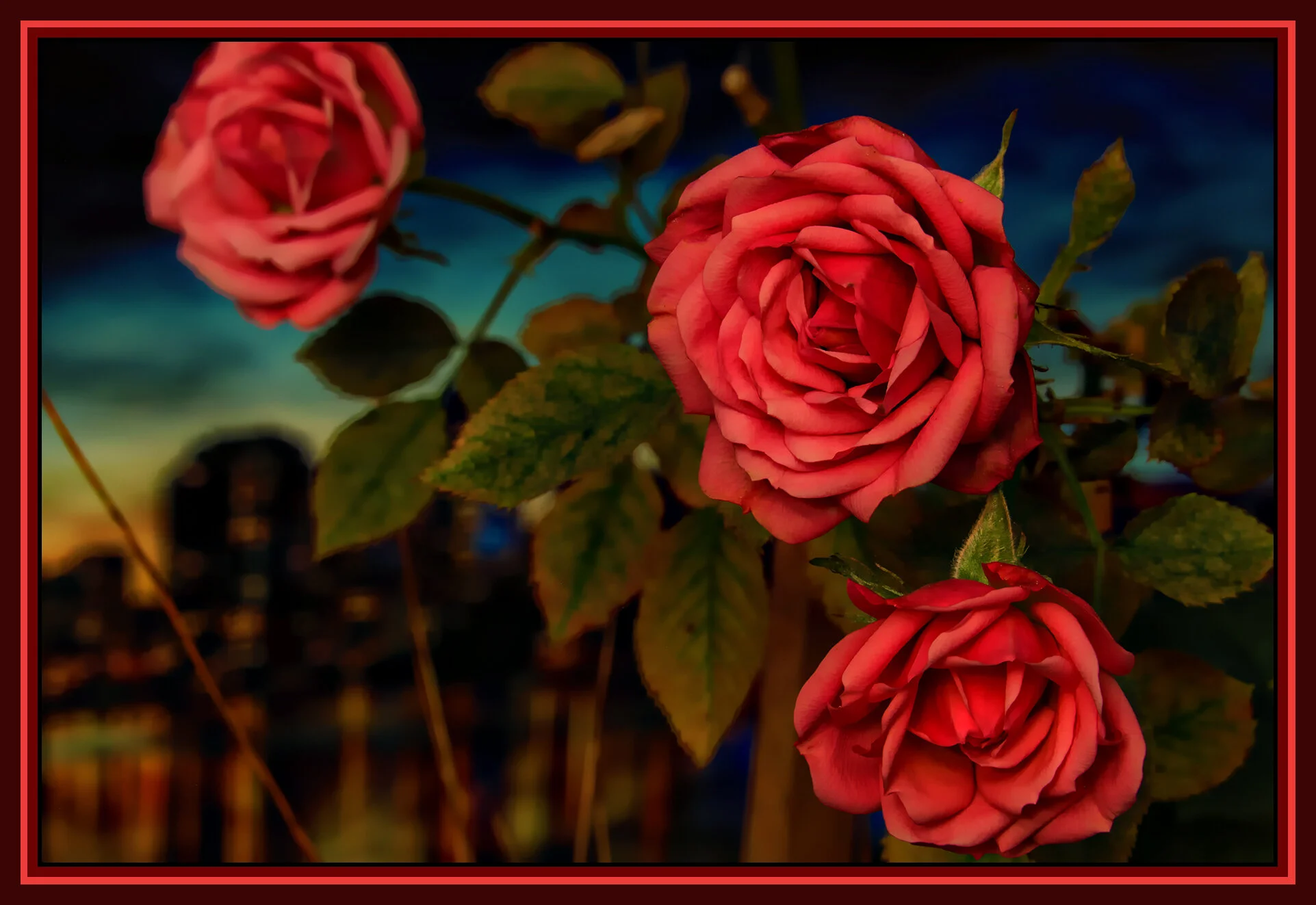 Flowers Roses_Dec 24_2018_HDR_D8254_pelightndport_4x6s.jpg