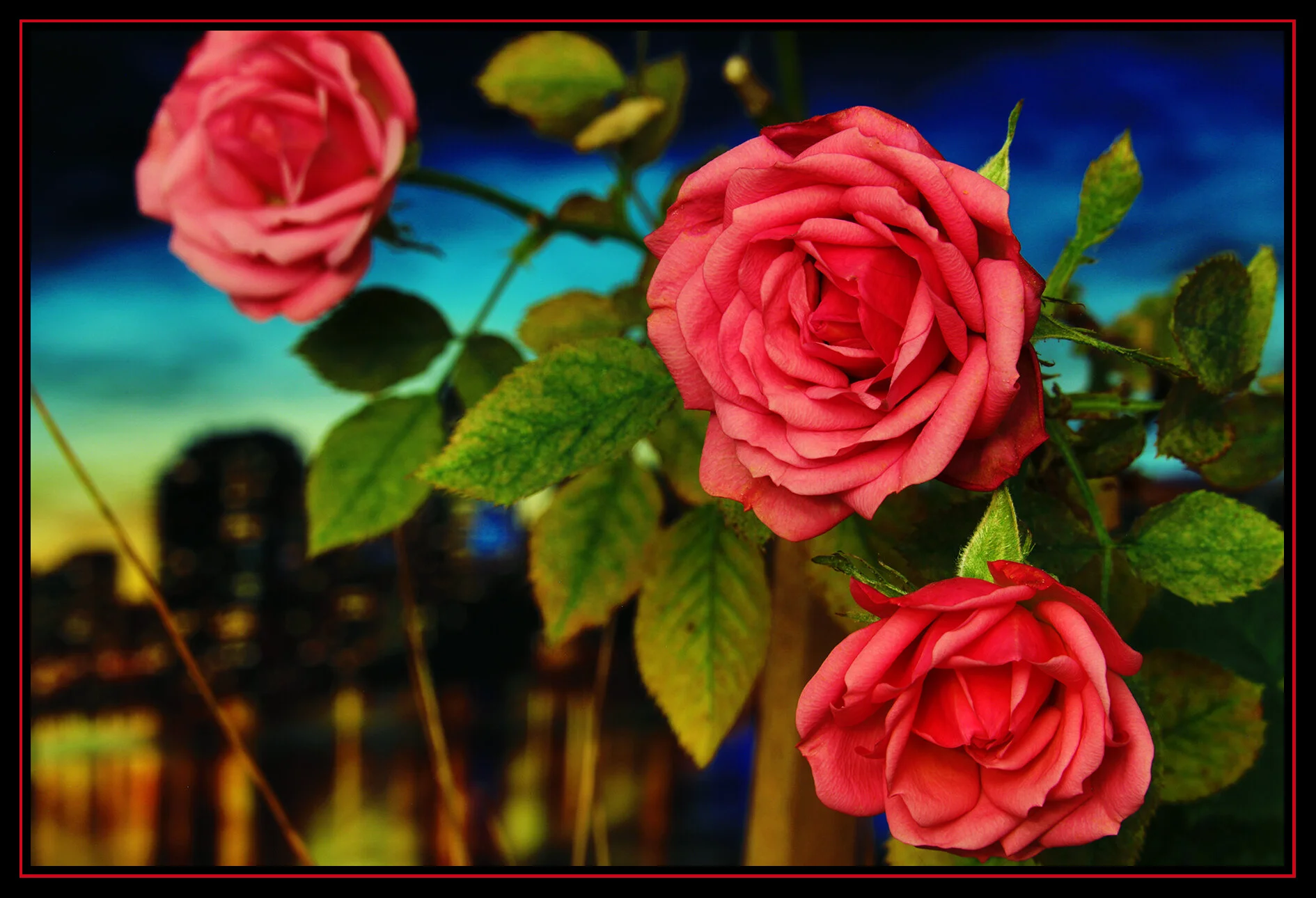 Flowers Roses_Dec 24_2018_HDR_D8254_peAutoCntrst_4x6s.jpg