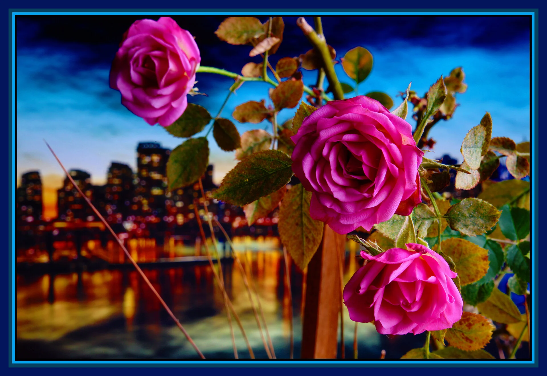 Flowers Roses_Dec 26_2018_HDR_A1195_pePop_4x6s.jpg