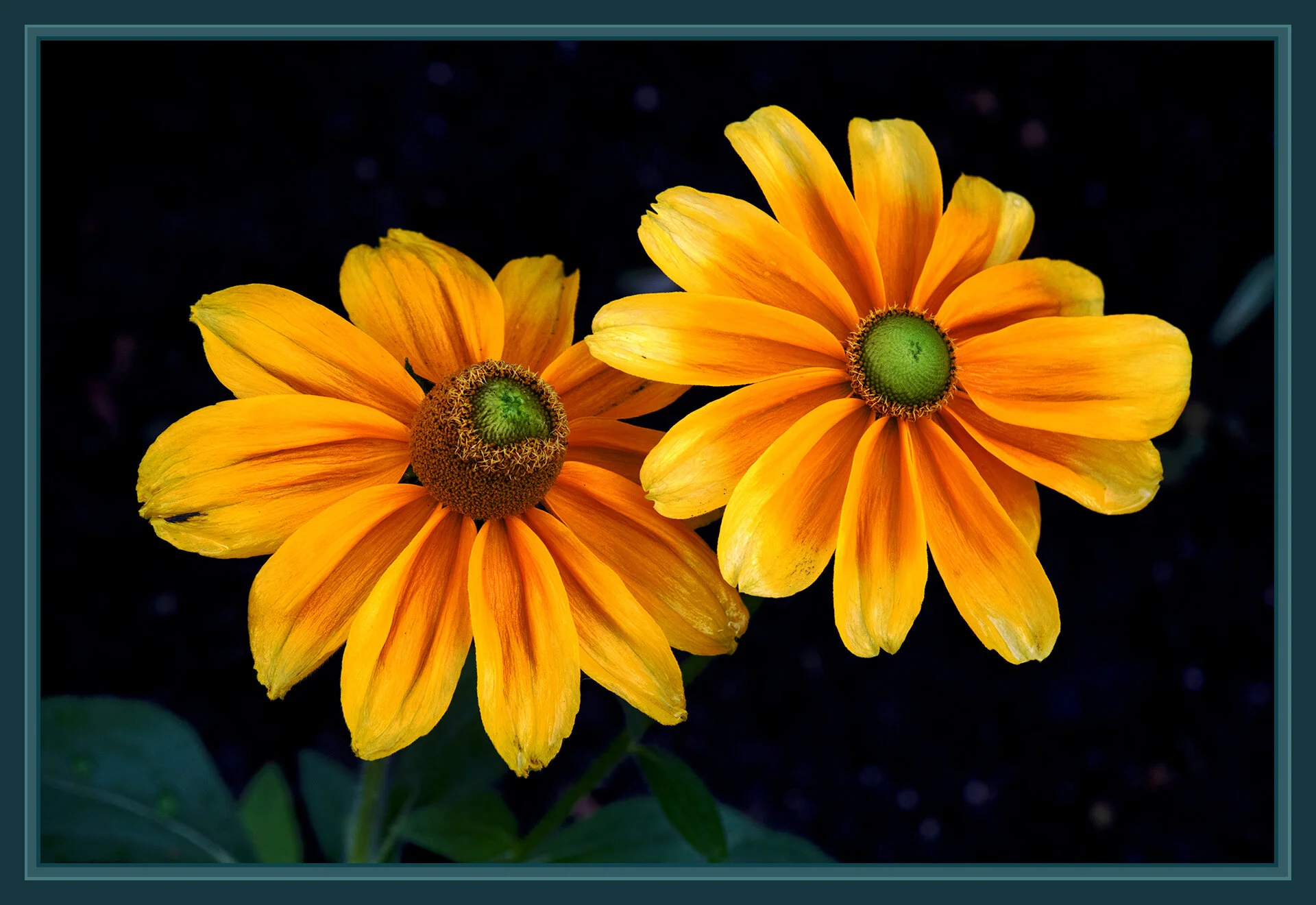 Flowers Rubiccana_Aug 13_2019_CR2_E6527_peSmrtVibr_4x6s.jpg