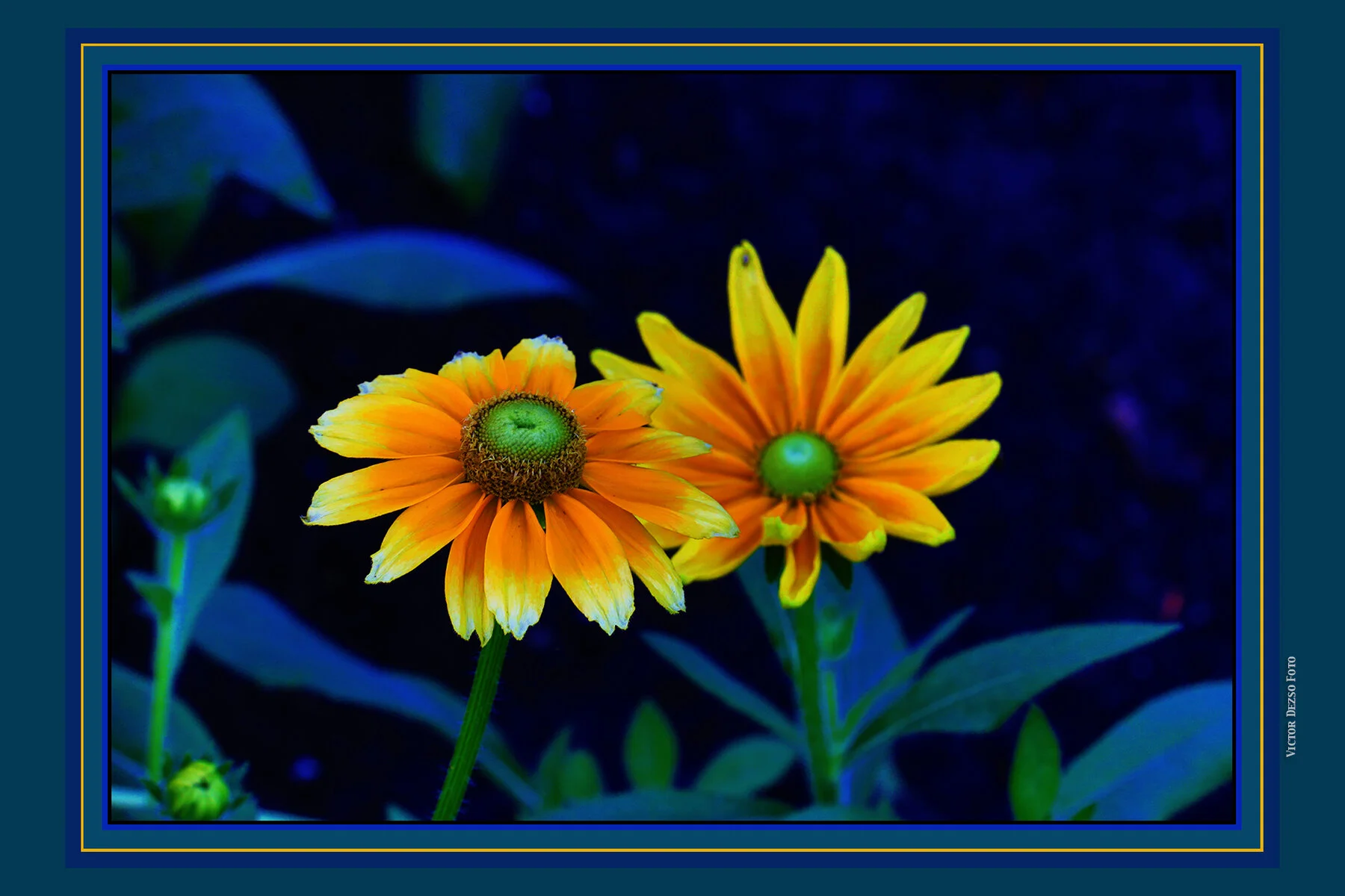 Flowers Rubiccana_Aug 13_2019_HDR_E6546_peB&s_4x6s.jpg