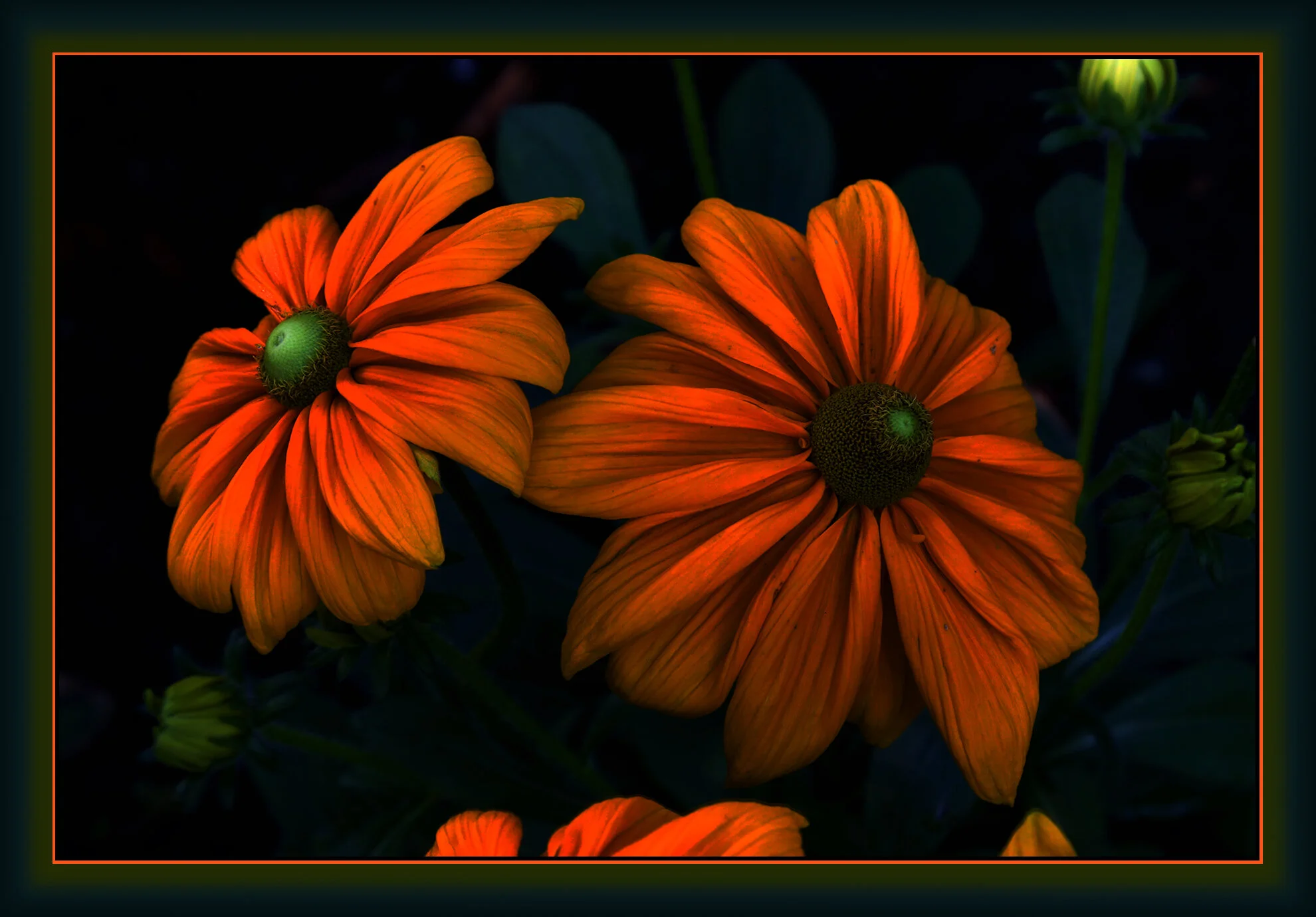 Flowers Rubiccana_Aug 13_2019_HDR_E6562_peSci-fi_4x6s.jpg