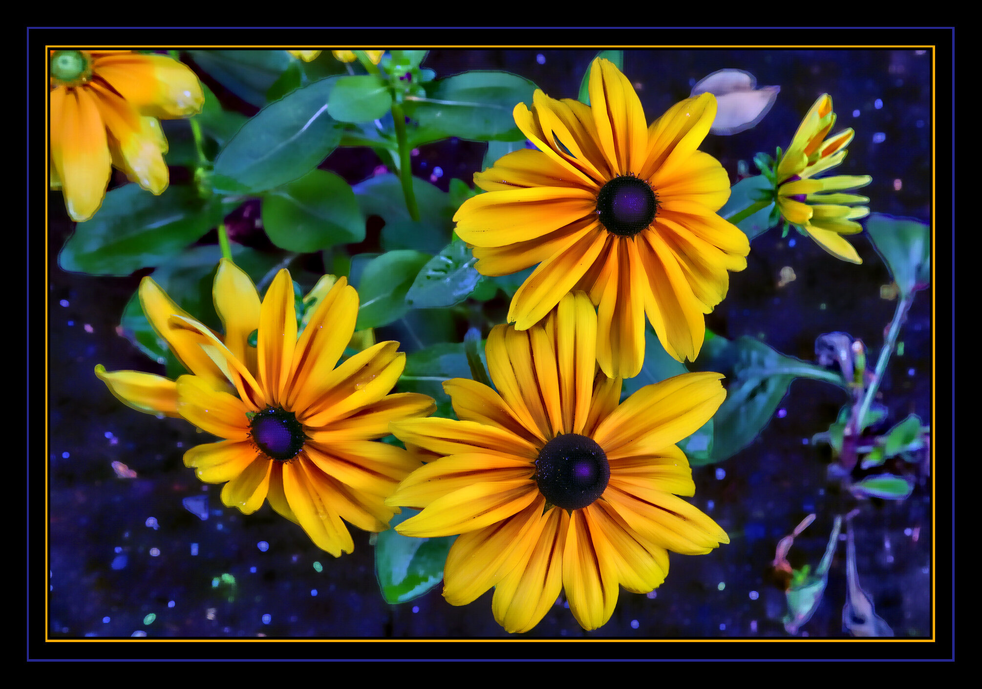 Flowers Rubiccana_Aug 13_2019_HDR_E6554_peHdr2013_1_4x6s.jpg