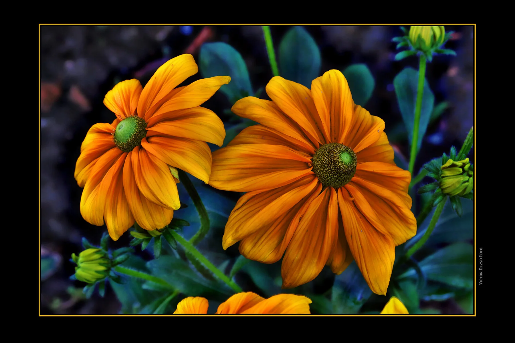 Flowers Rubiccana_Aug 13_2019_HDR_E6562_peTexSup_4x6ss.jpg