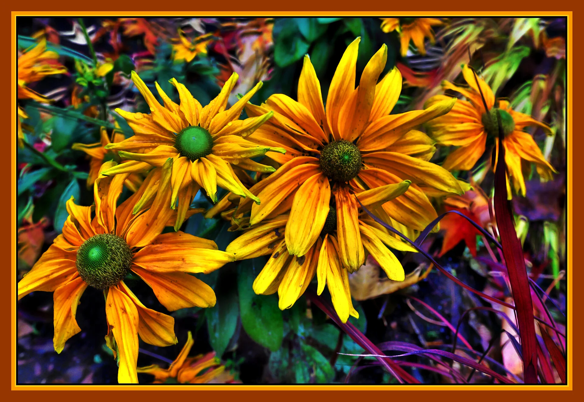 Flowers Rudbeckia_Nov 19_2019_HDR_F4173_peTexSup_4x6s.jpg