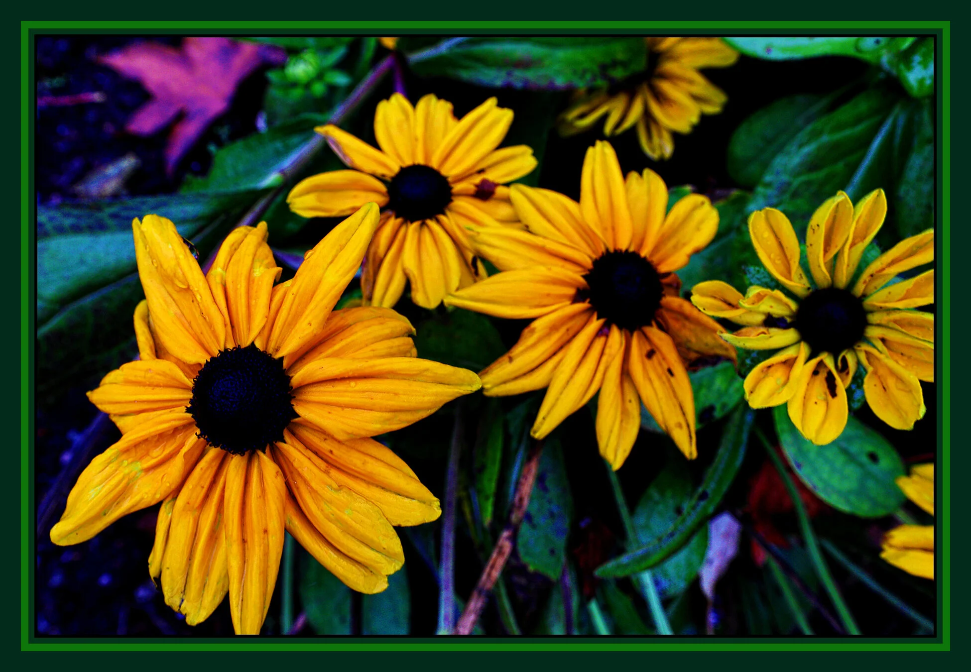 Flowers Rudbeckia_Nov 19_2019_HDR_F4229_pehdr_4x6s.jpg