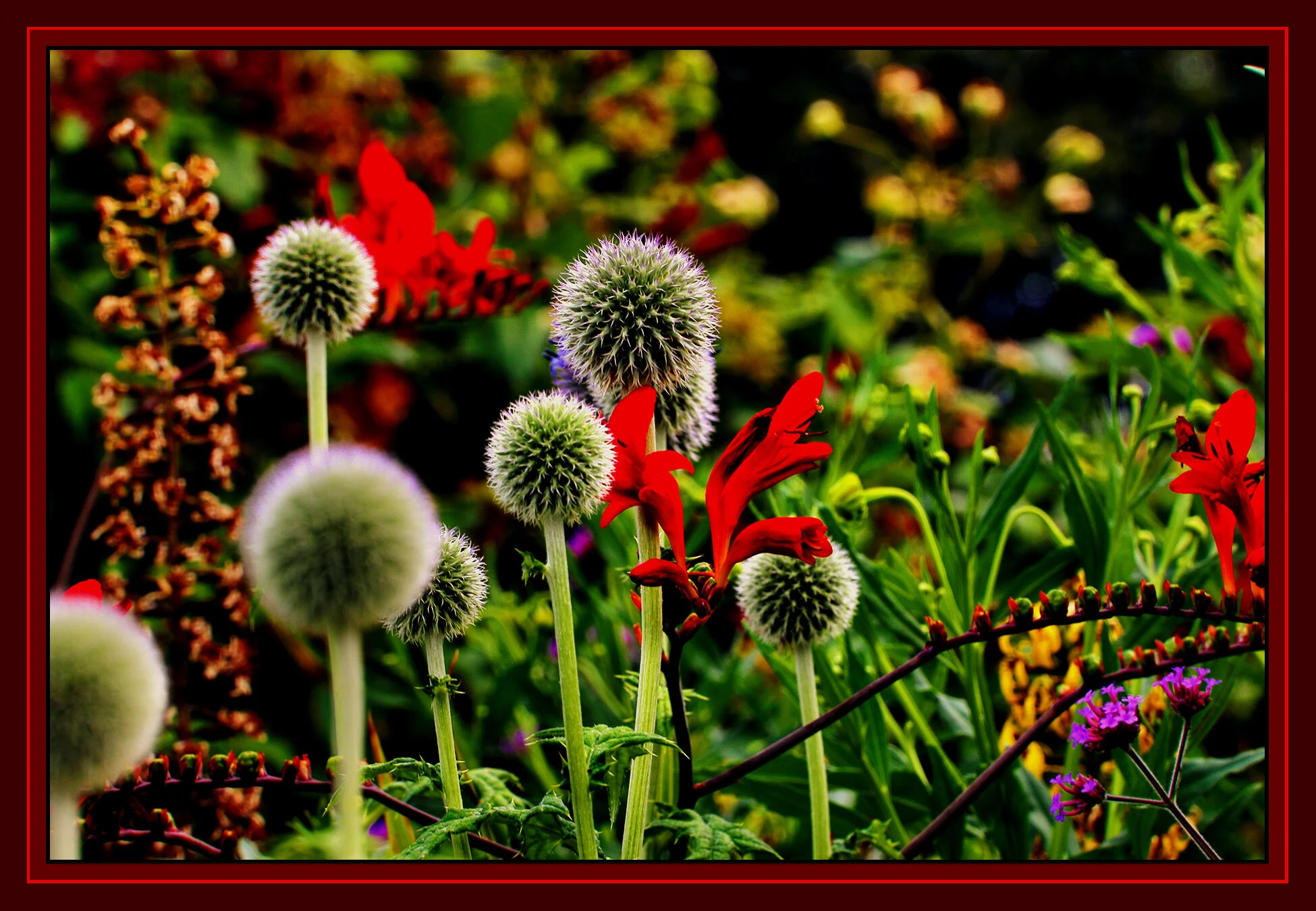 Flowers Vancouver_Jul 30_2019_HDR_E2463_peSmrtC&NatB_4x6s.jpg