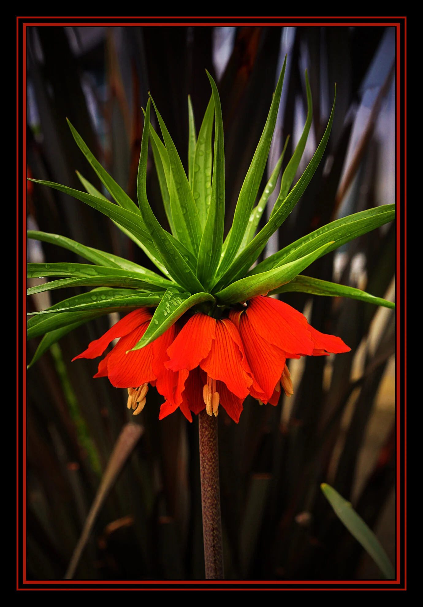 Flowers_Apr 23_2019_HDR_E3652_peIntnSunSet_4x6s.jpg