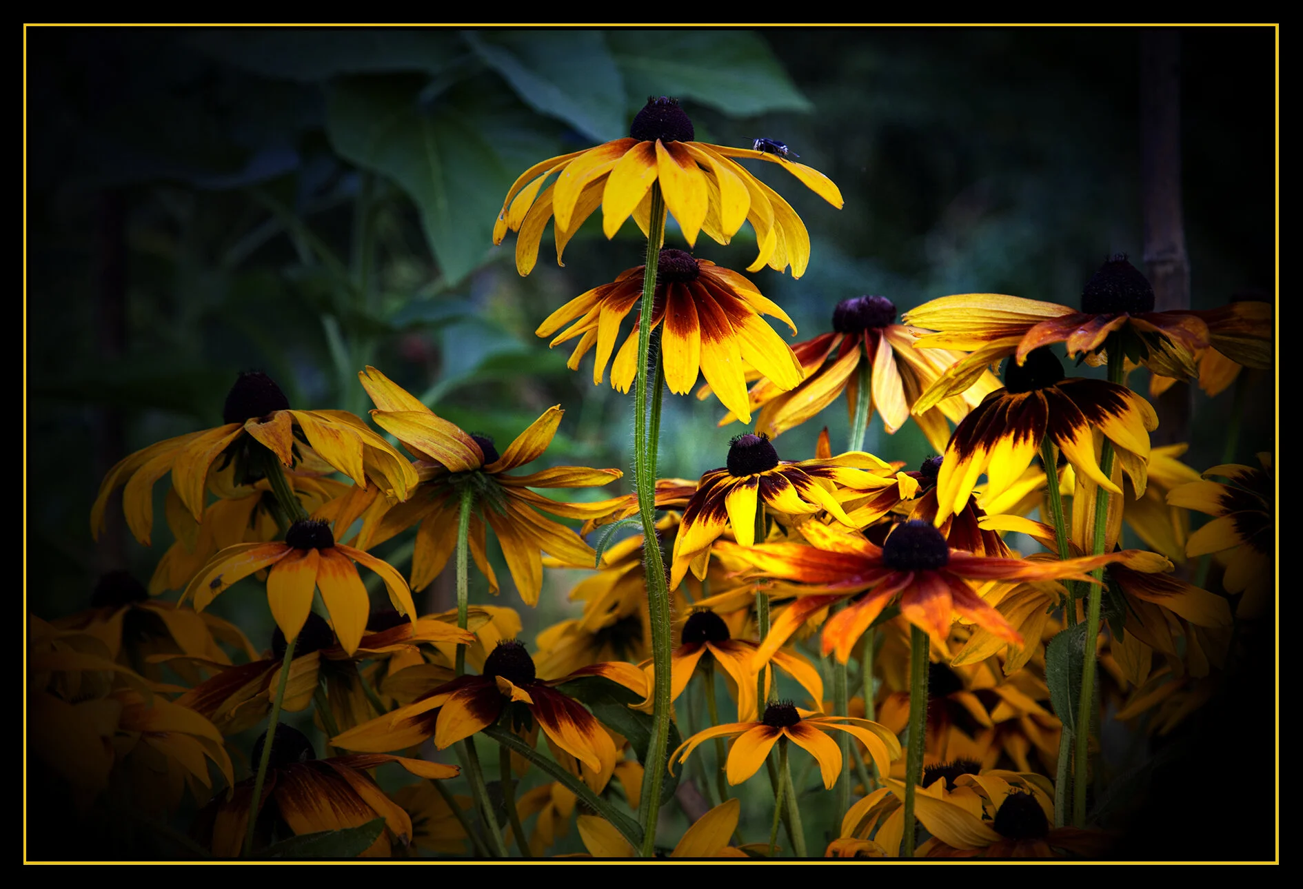 Flowers_Aug 3 09_5379_peIntnSunst_4x6s.jpg
