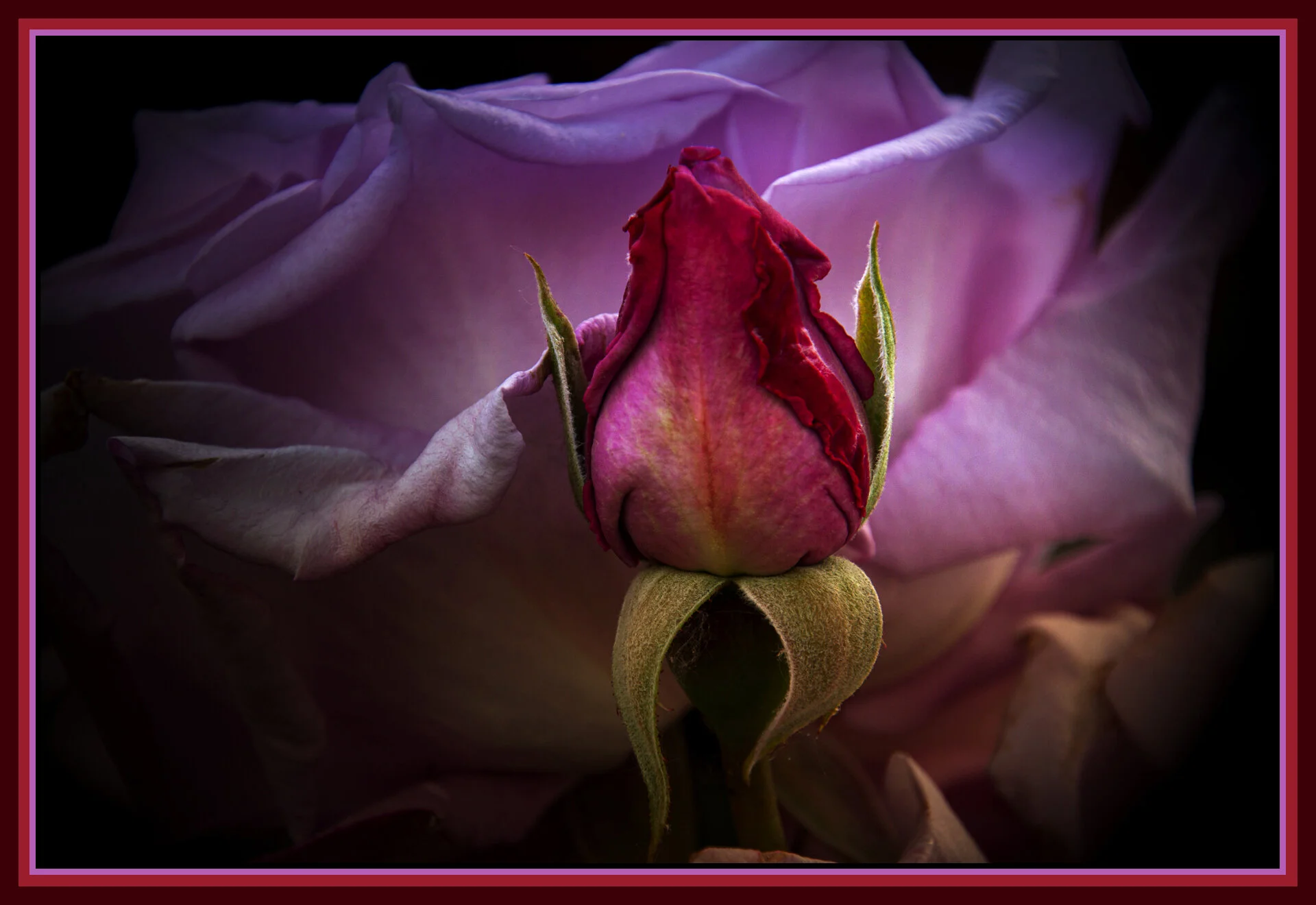 Flowers_Jun_23_2011_0642_peIntnSunst_4x6s.jpg