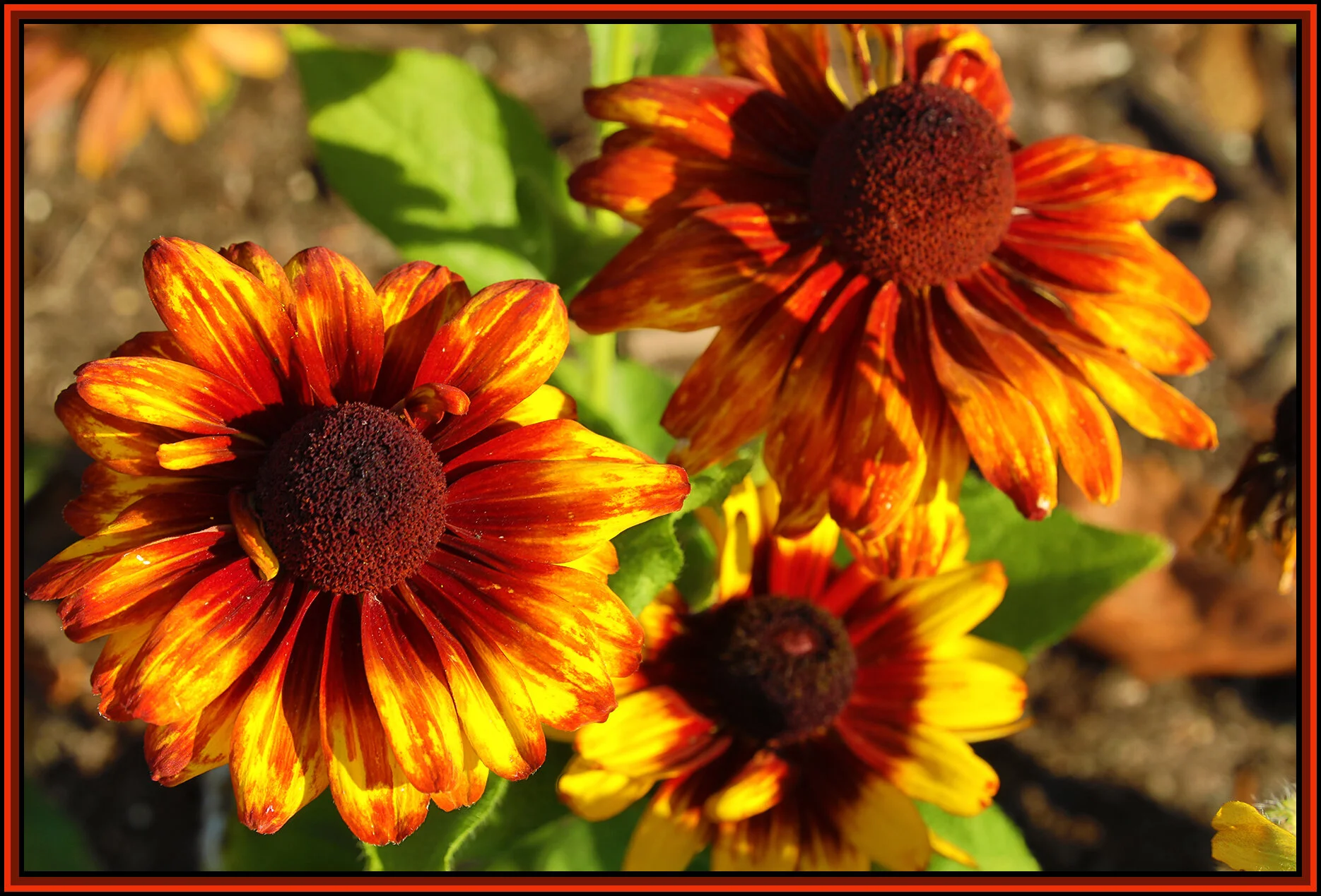 Flowers_Aug 28_2018_HDR_D6026_4x6s.jpg