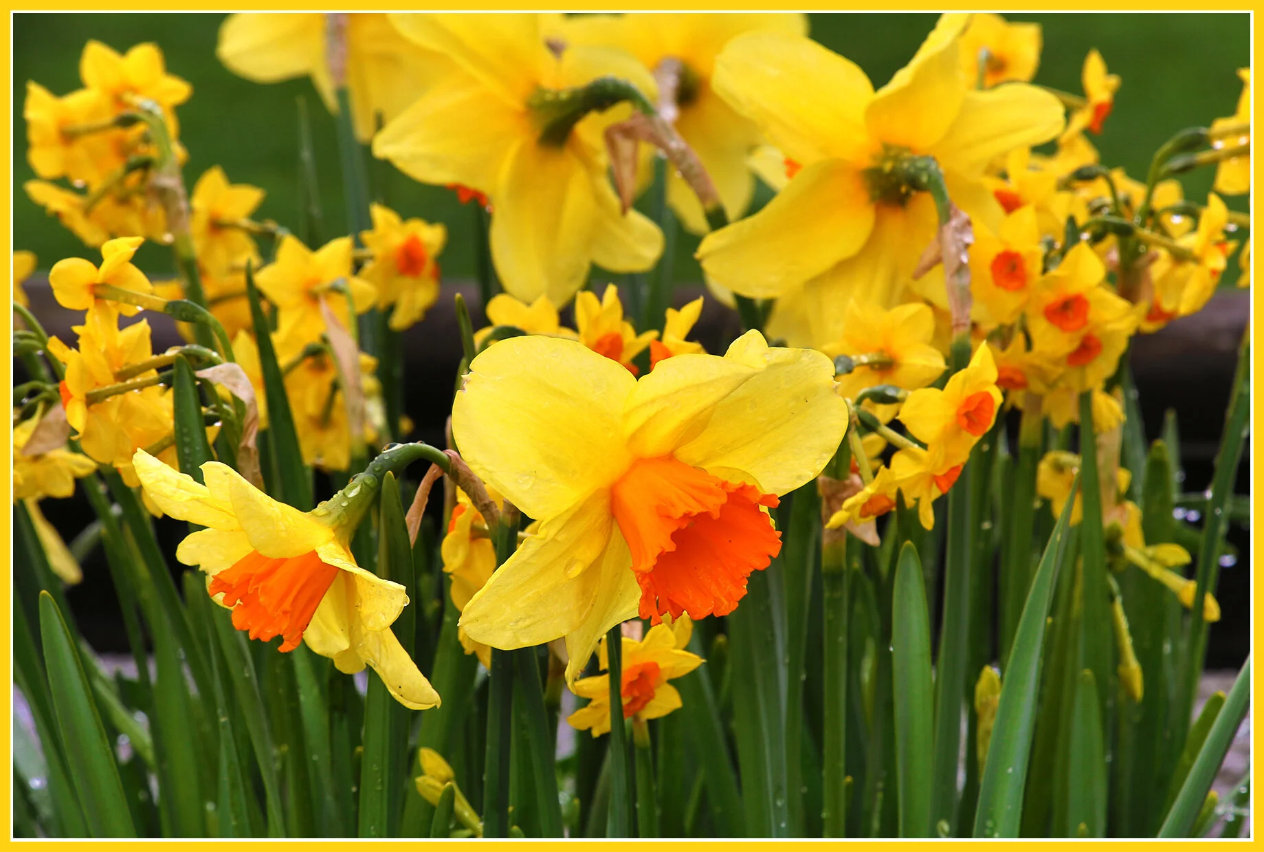 Flowers_Daffodils_Apr 15_2018_HDR_A2827_4x6s.jpg