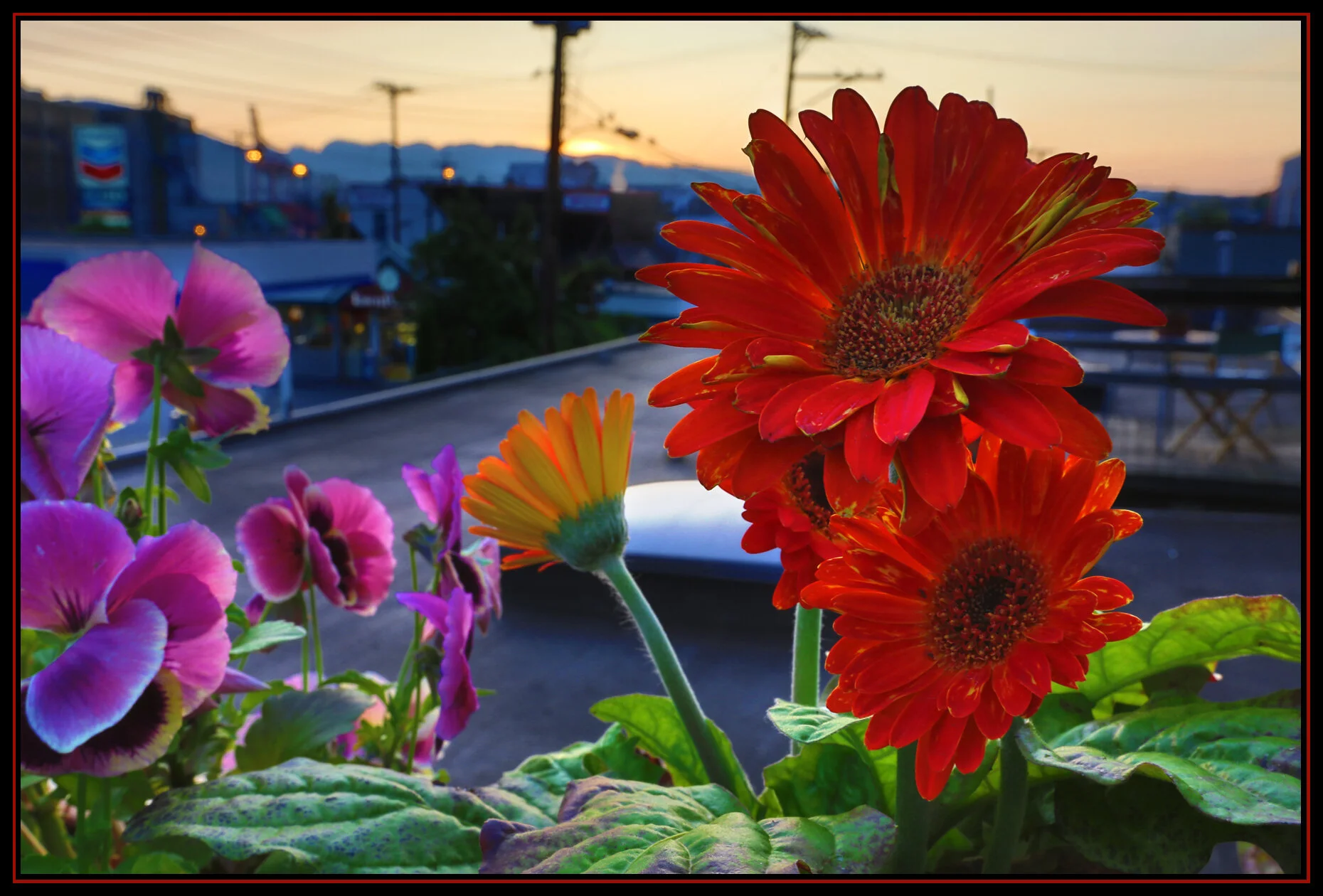 301 Raymur Flowers_Aug 10_2012_HDR_C9382_4x6s.jpg