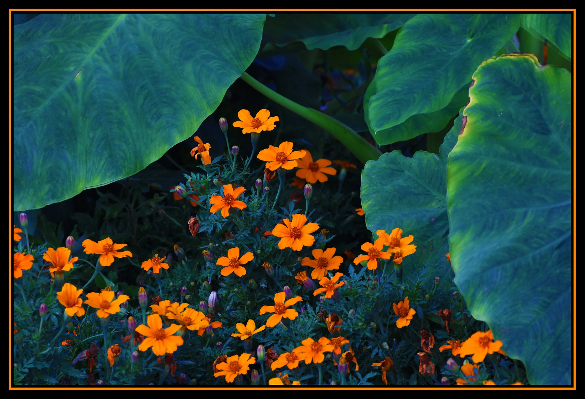 English Bay Flowers_Aug 27_2014_HDR_F4646_4x6s.jpg