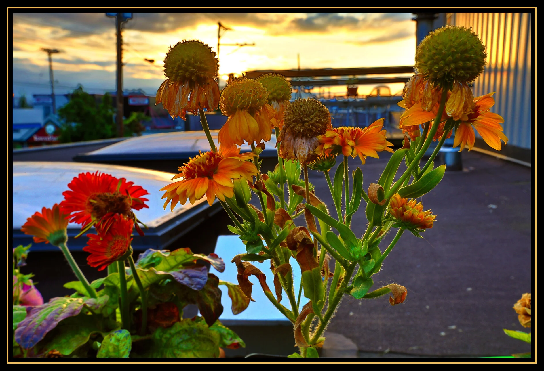 301 Raymur Flowers_Aug 22_2012_HDR_C2743vel_4x6s.jpg