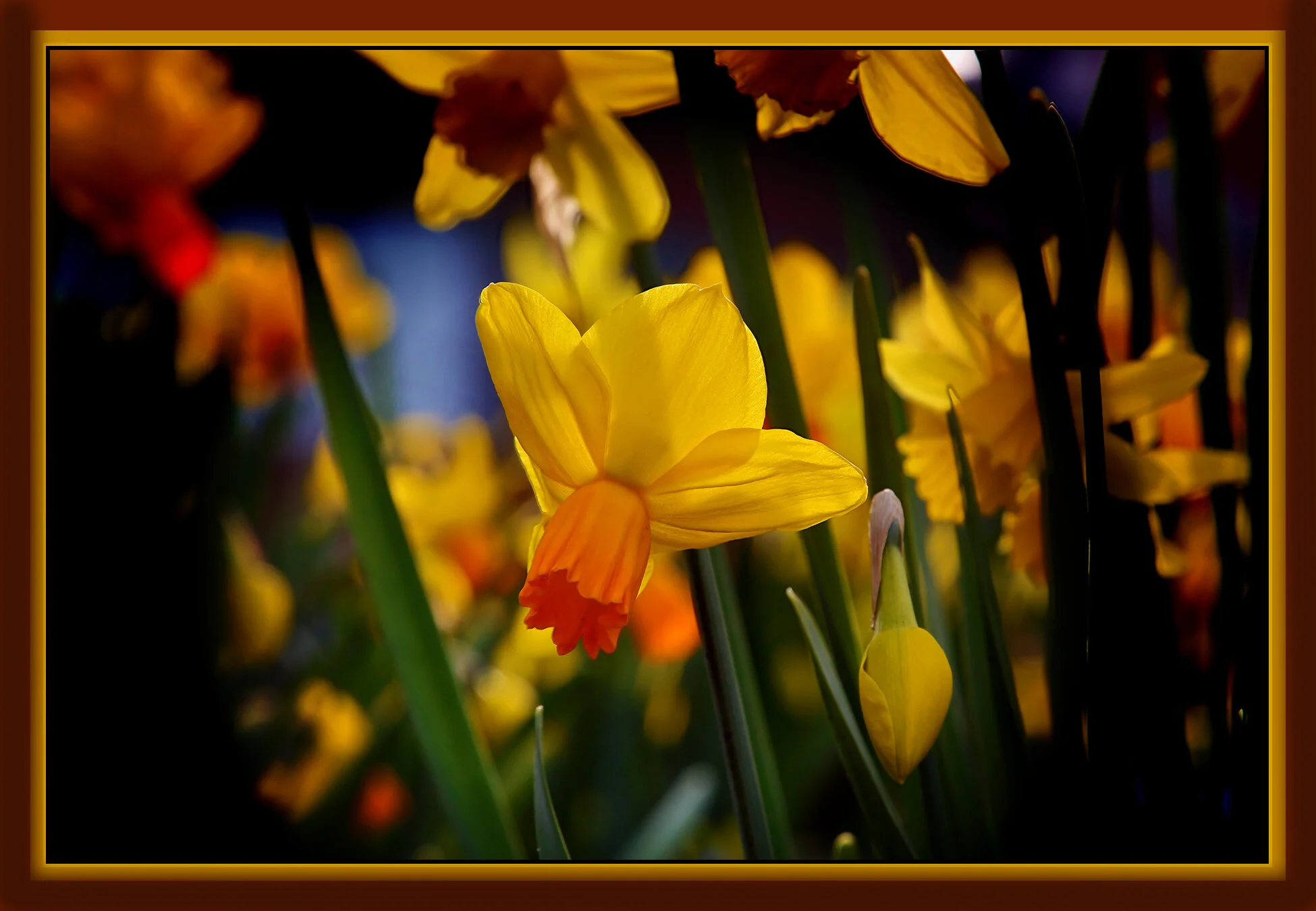 Flowers Daffodils_Mar 26_2020_HDR_B9933_peDecRadVig_4x6.jpg