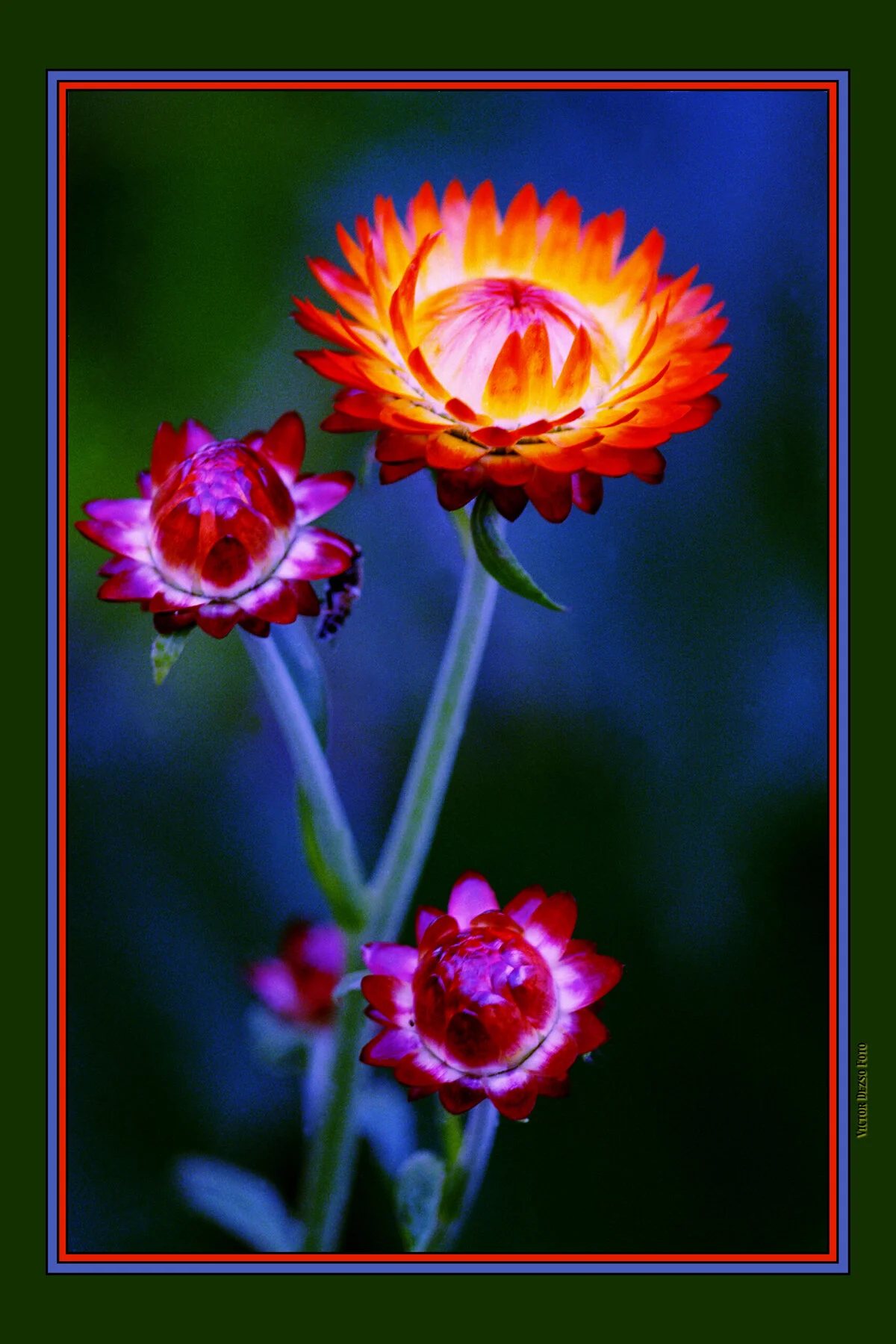 Flowers 09_14_98_2_4x6.jpg